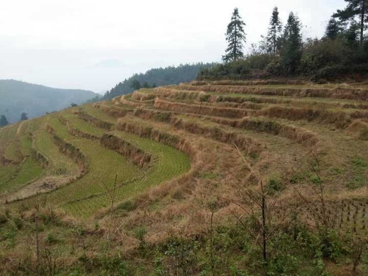 杉窝梯田景区