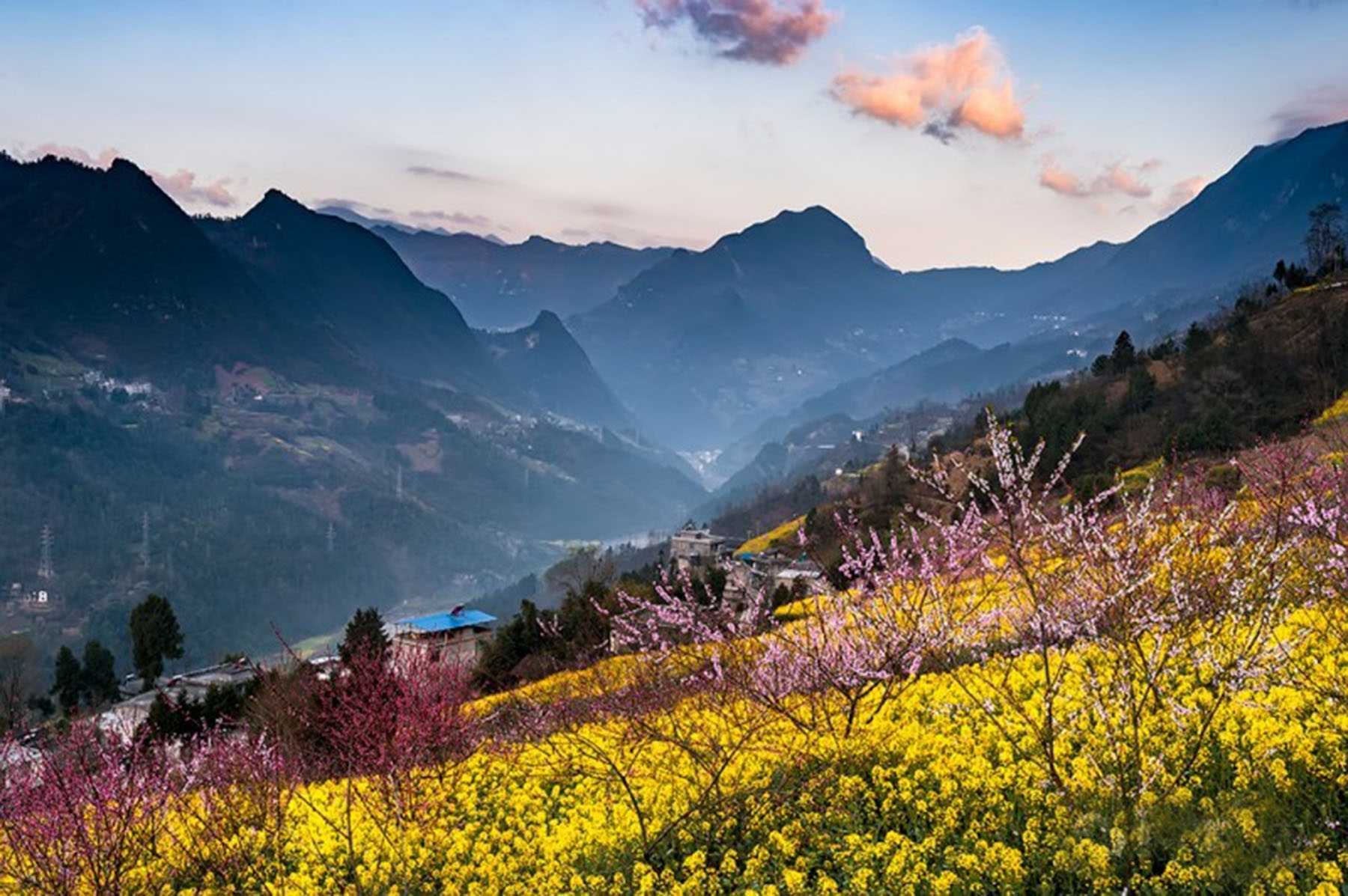 明安村桃花园