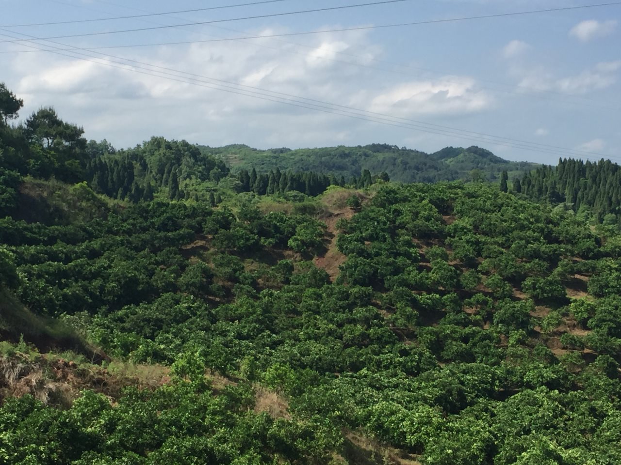 油榨坡风景区