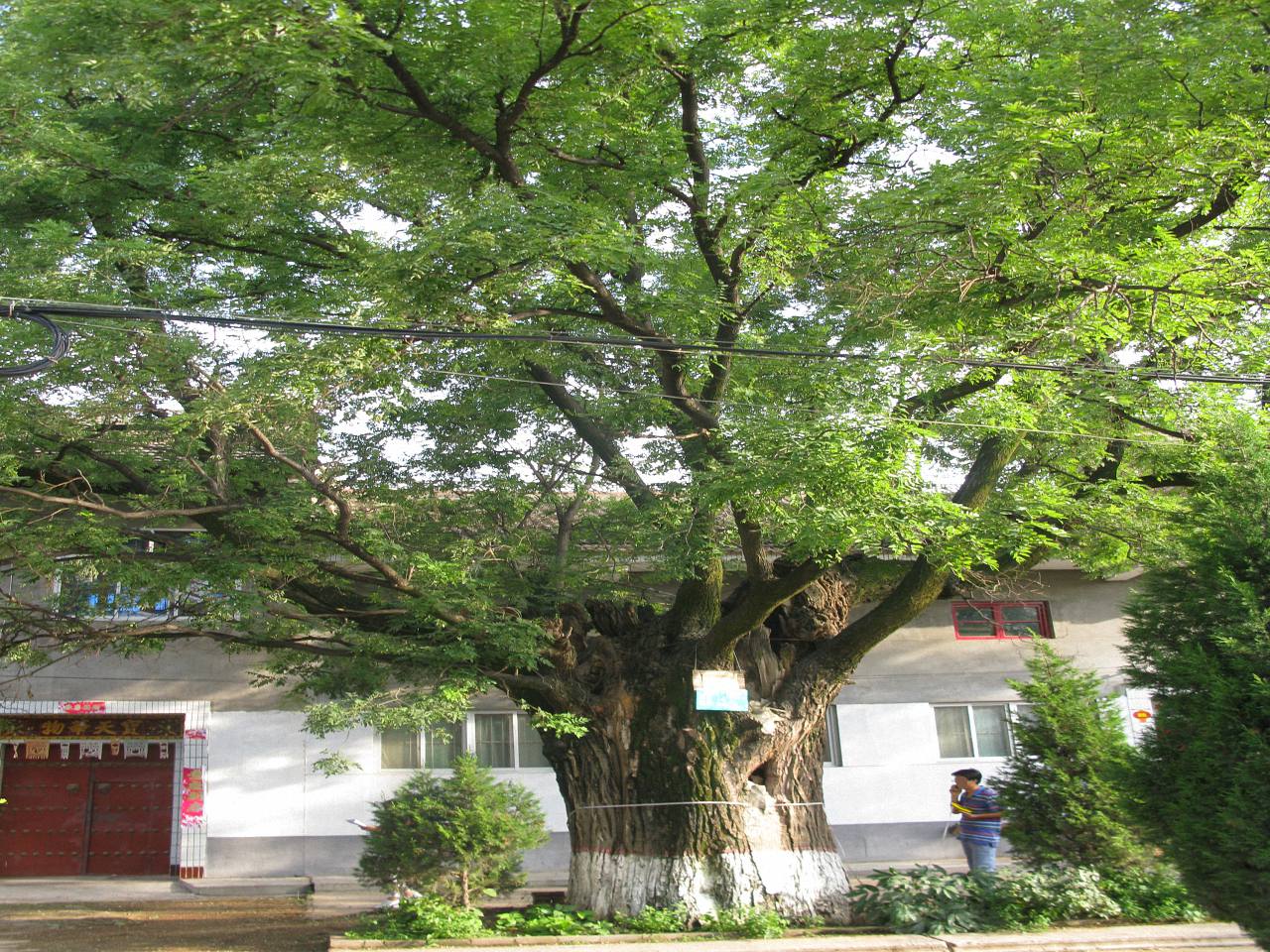 三县寺村槐树