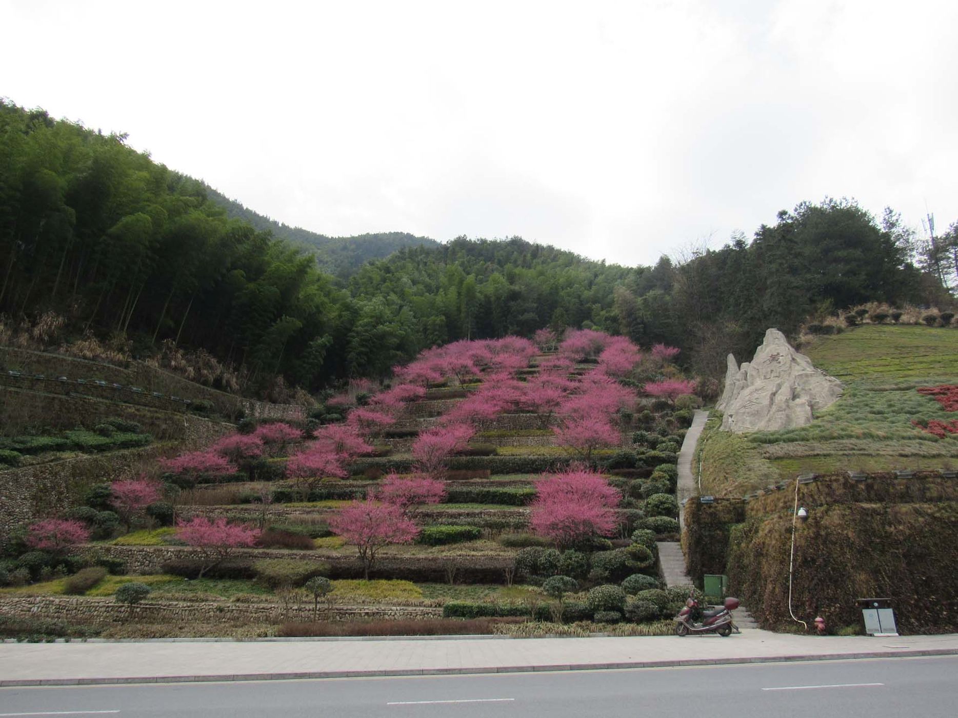 黄山花谷