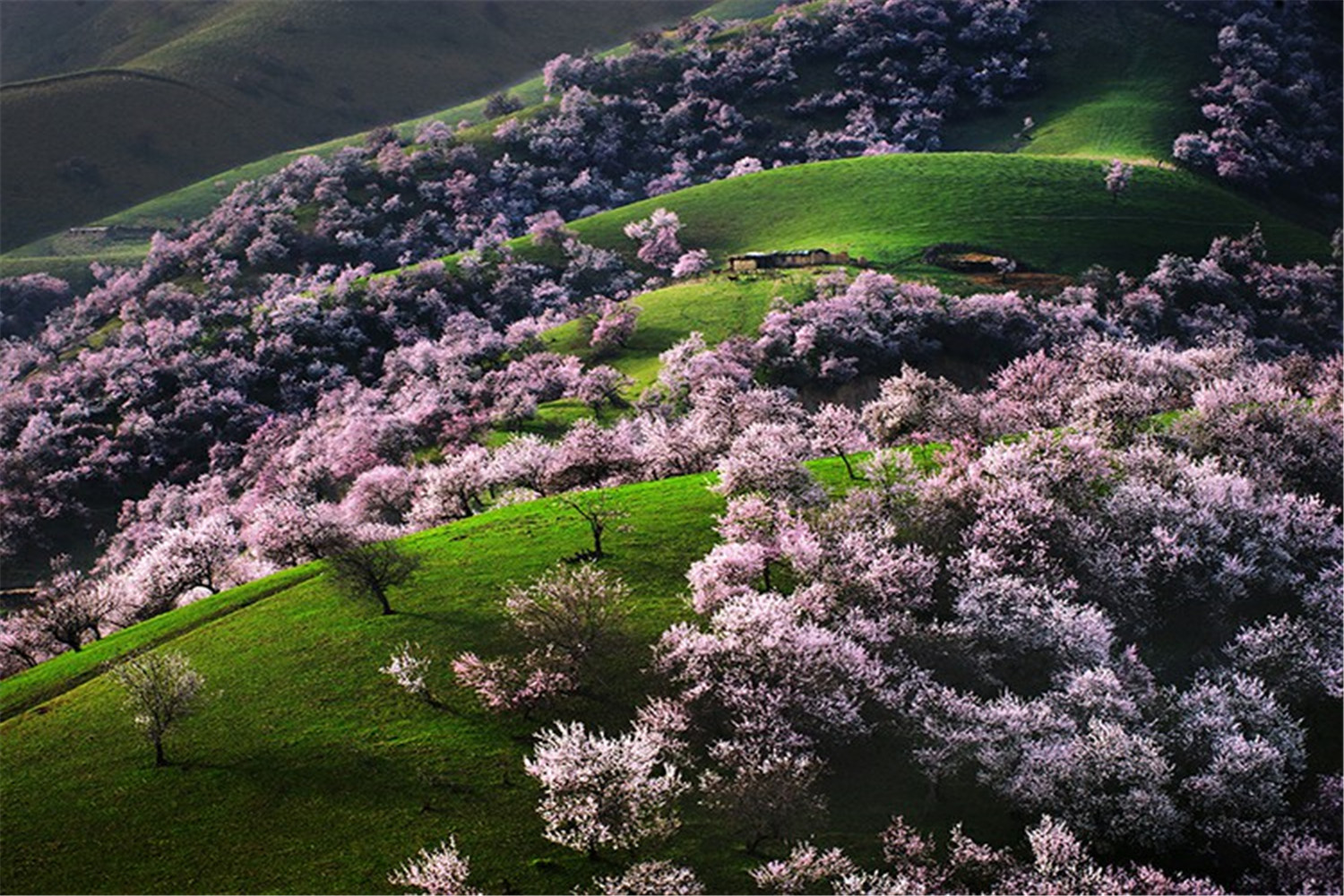 野果林风景旅游区