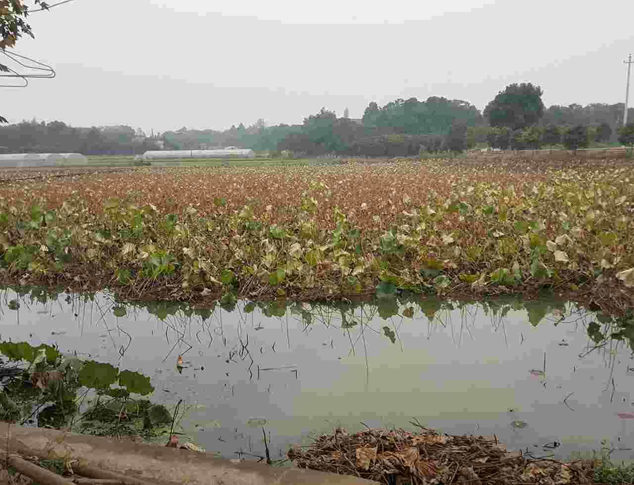 稻谷冲水库