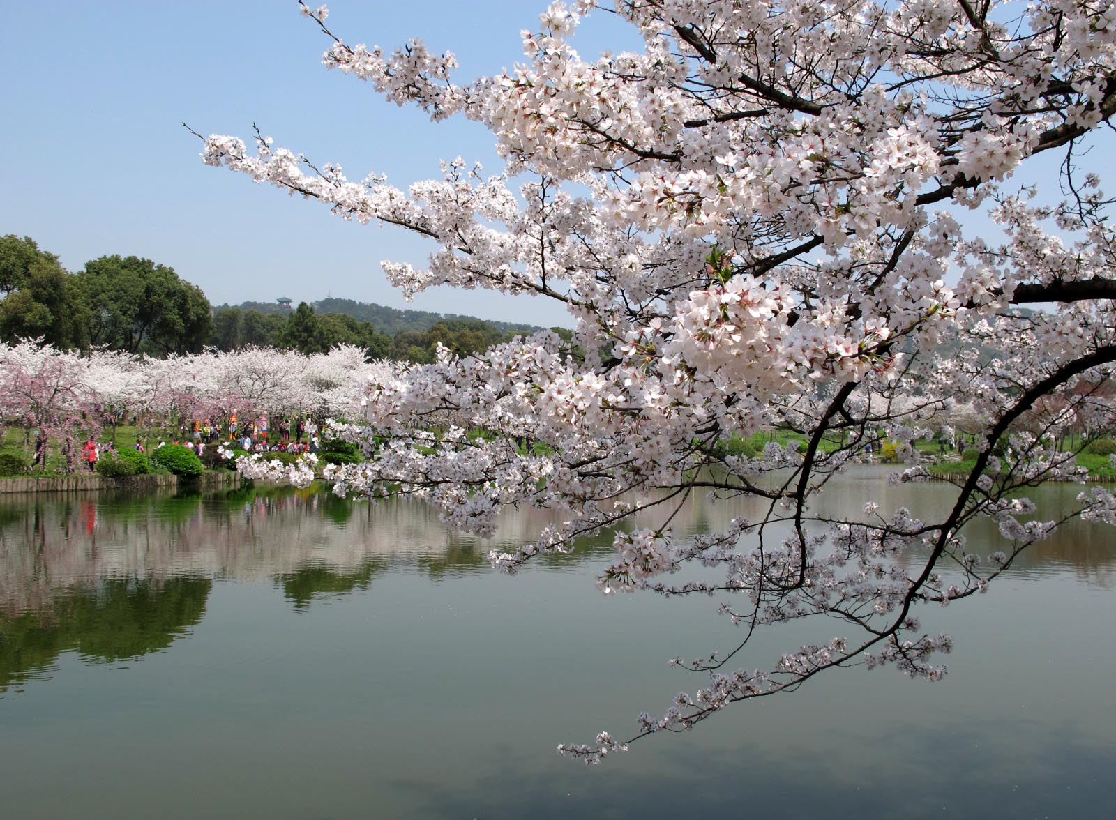 东湖樱花园