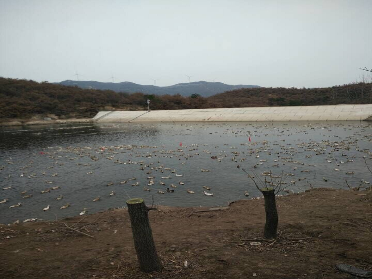 龙子口水库