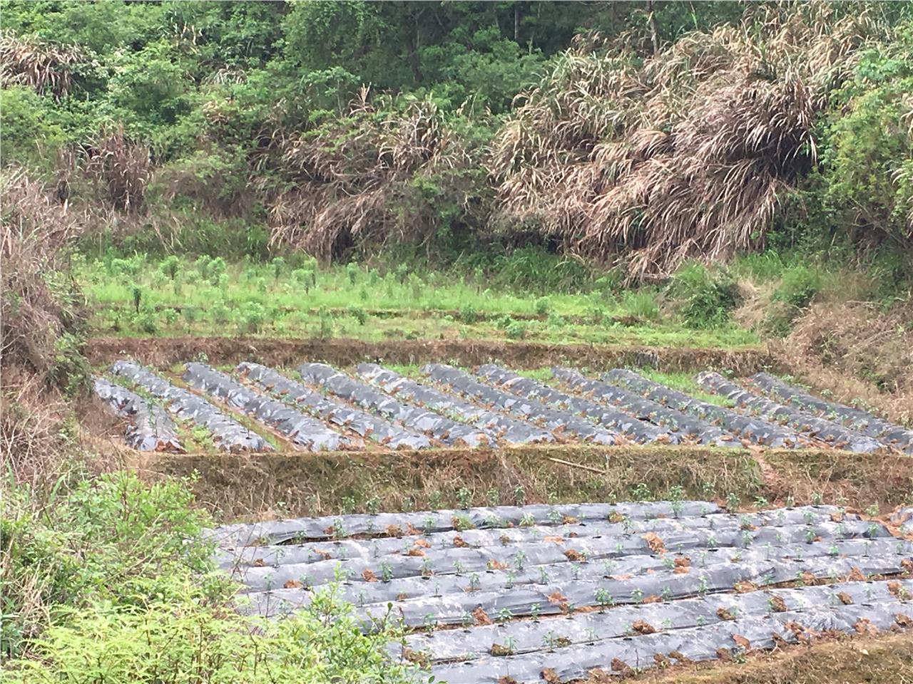 虎形山塘