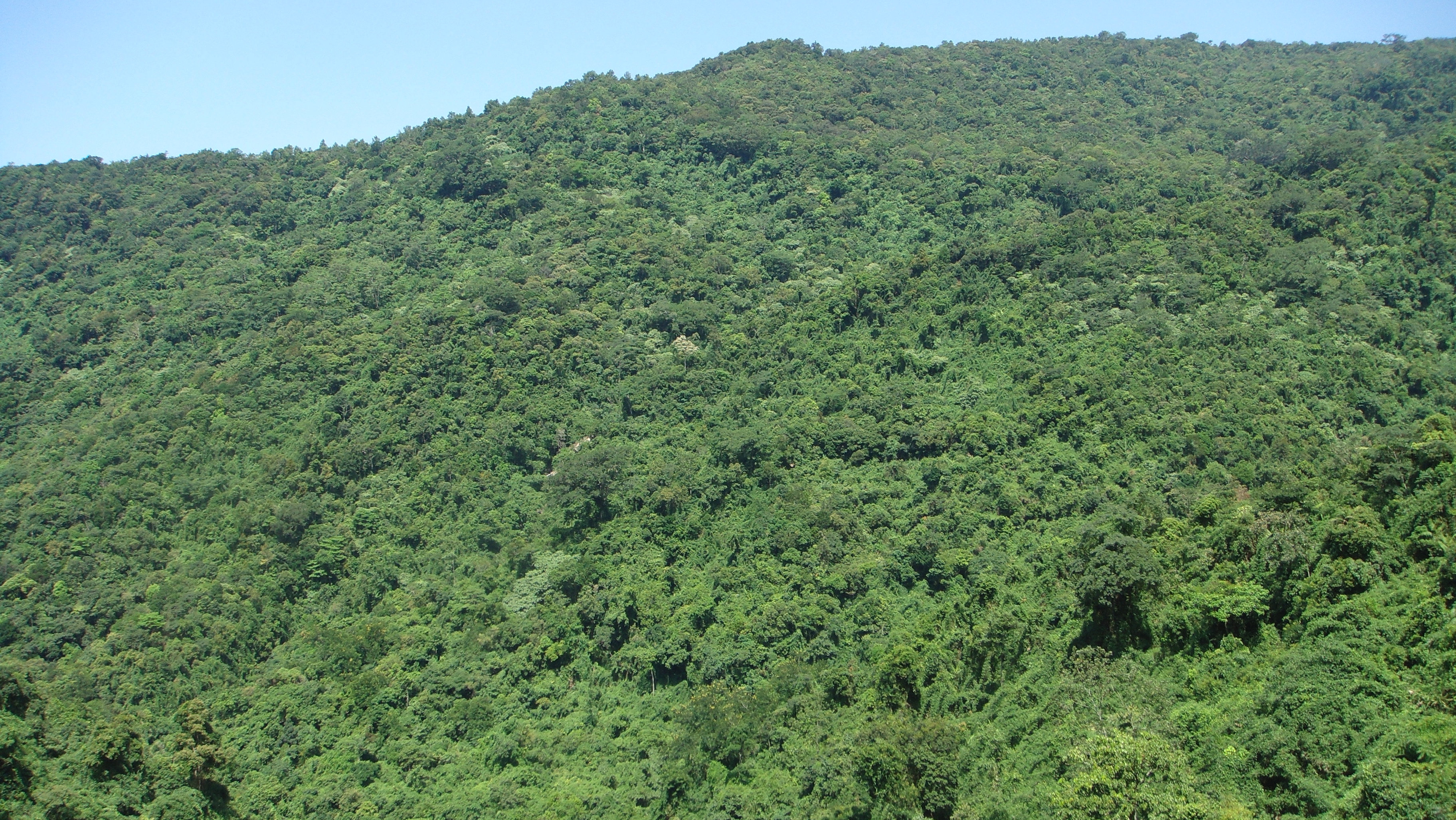 吊罗后山原始森林景区