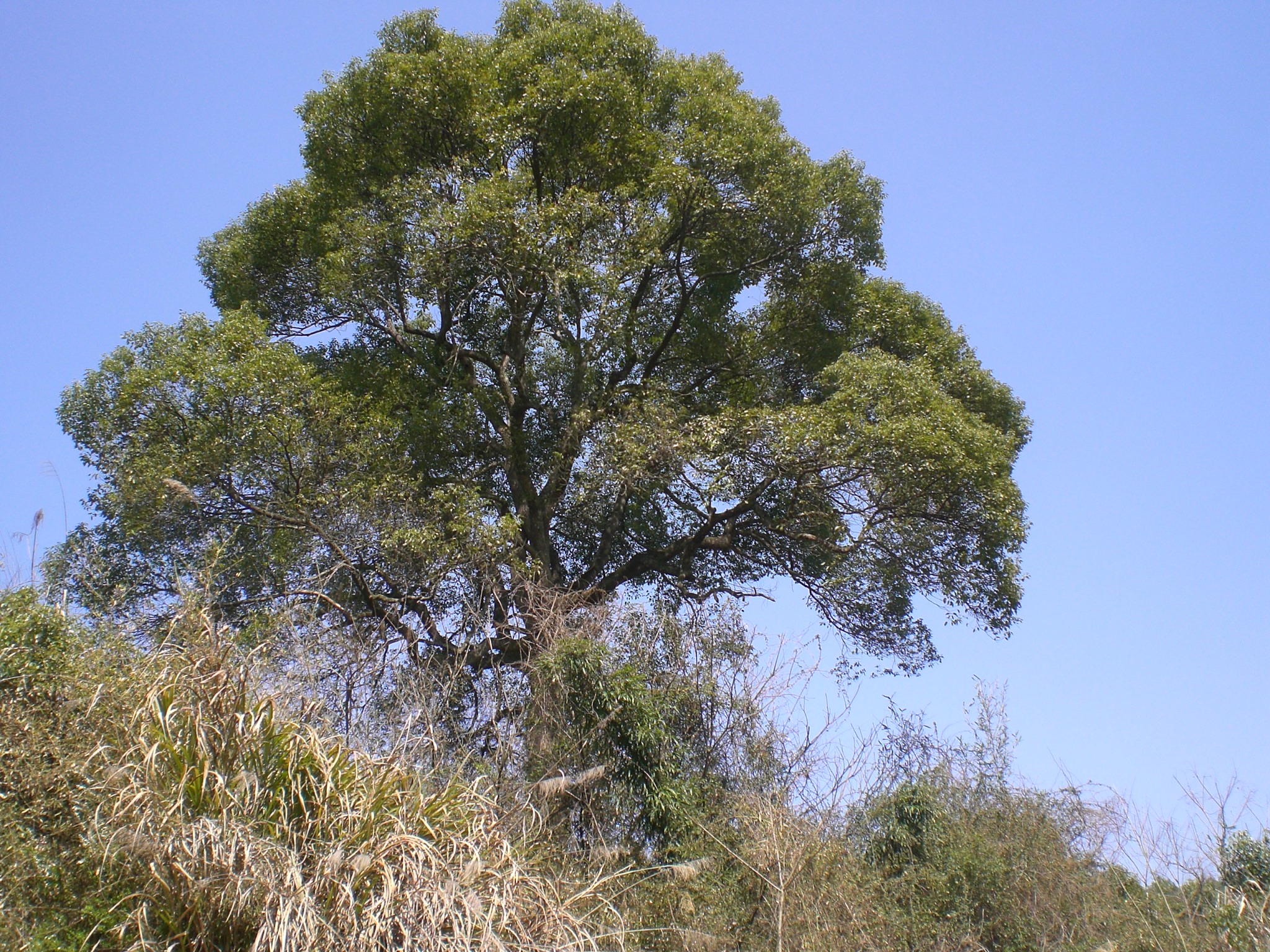 龙山村后山自然保护小区