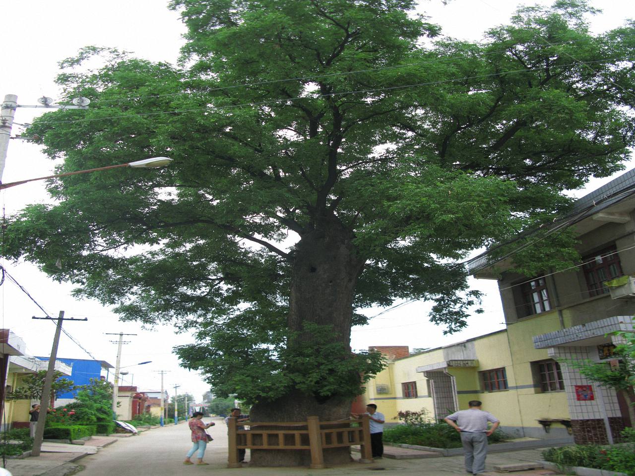 原山槐树