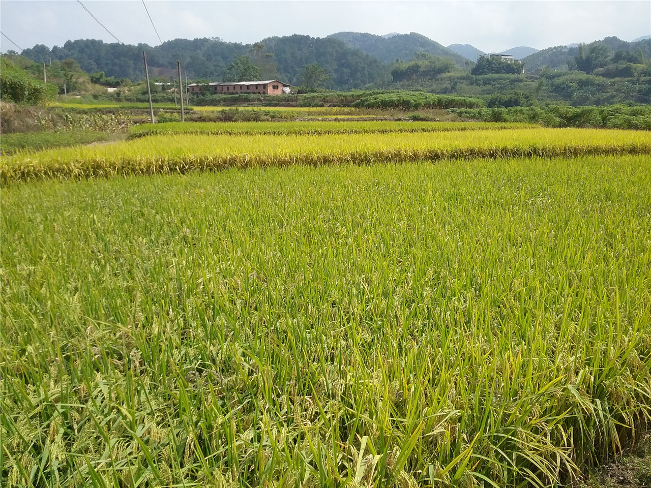 渌雷沟