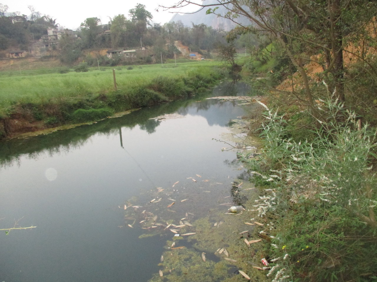 便柳河新寨河湾