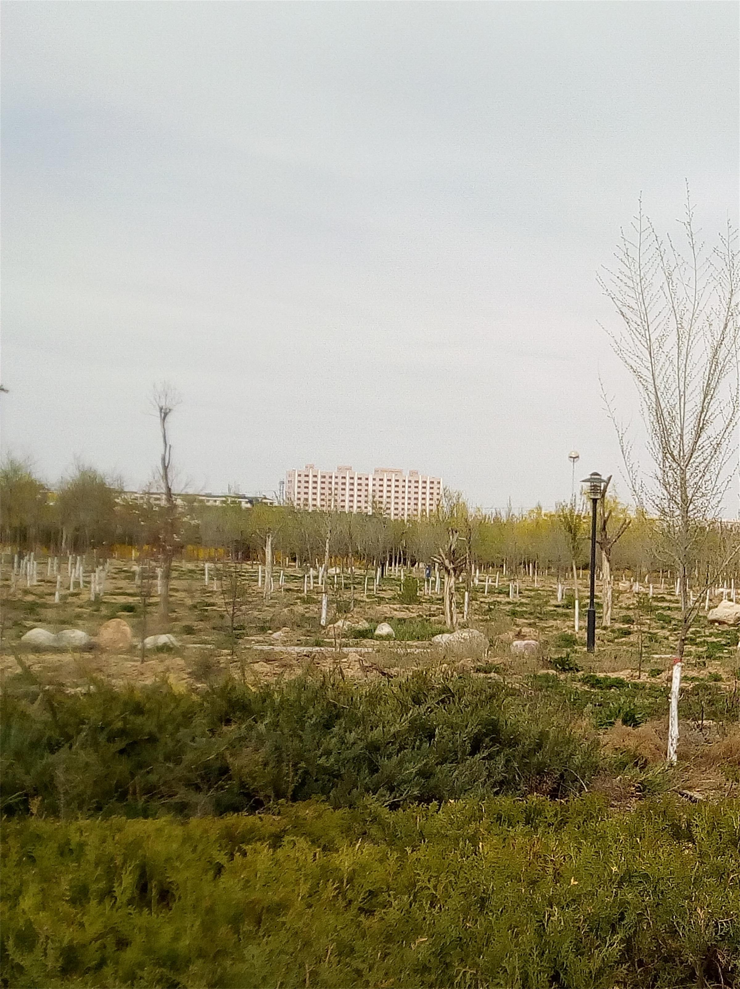 盐池旱地沙生植物园