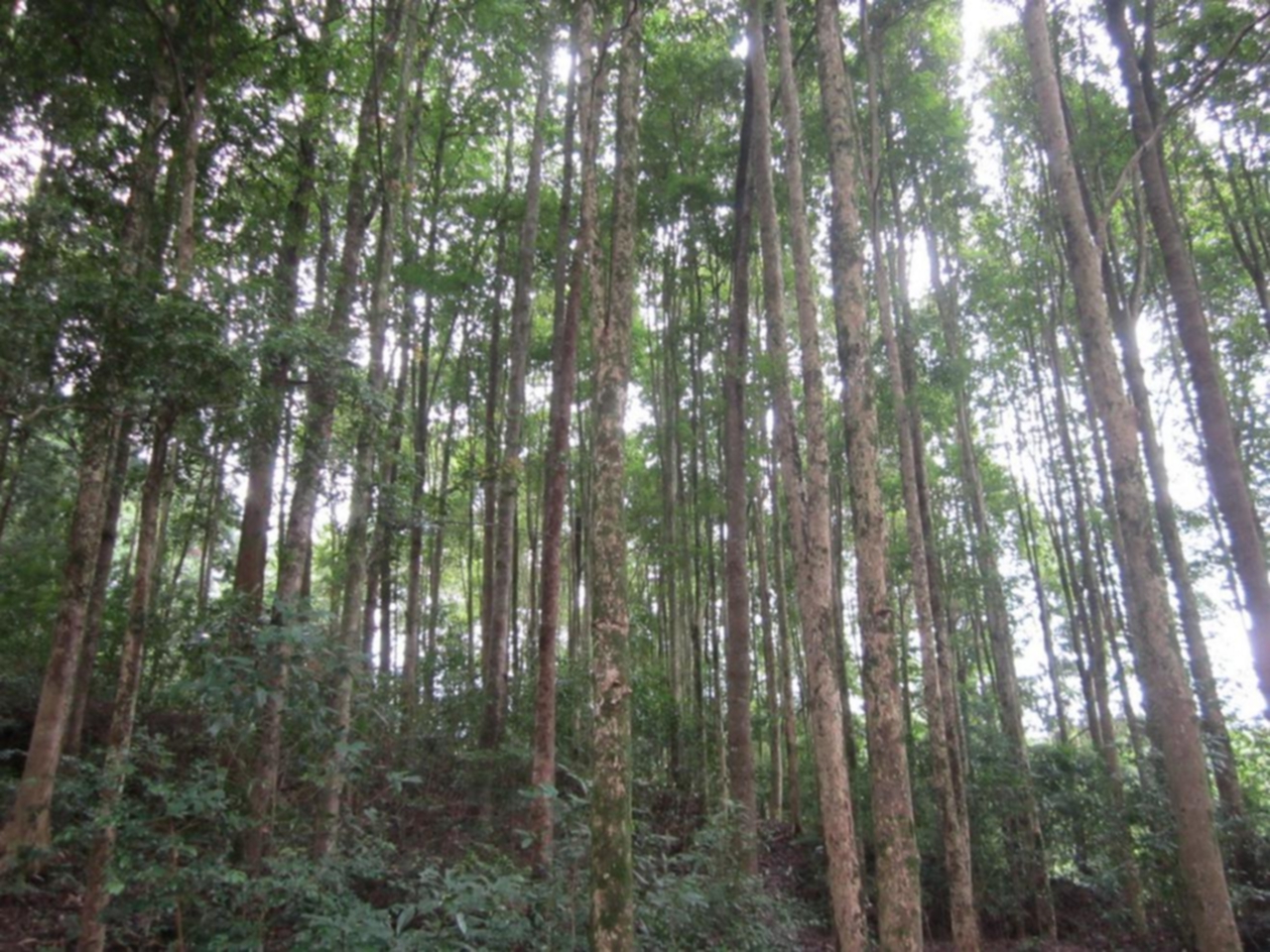 洋培岭风景区