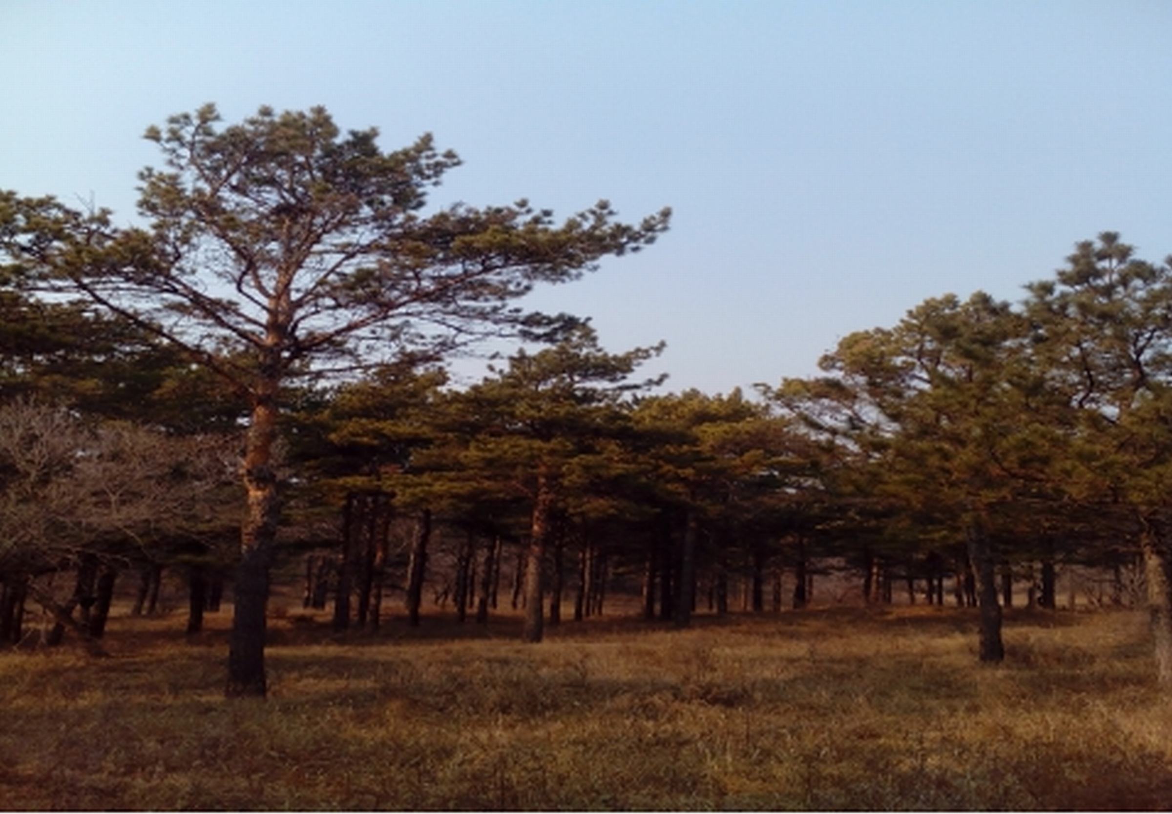 章古台镇杨家湿地