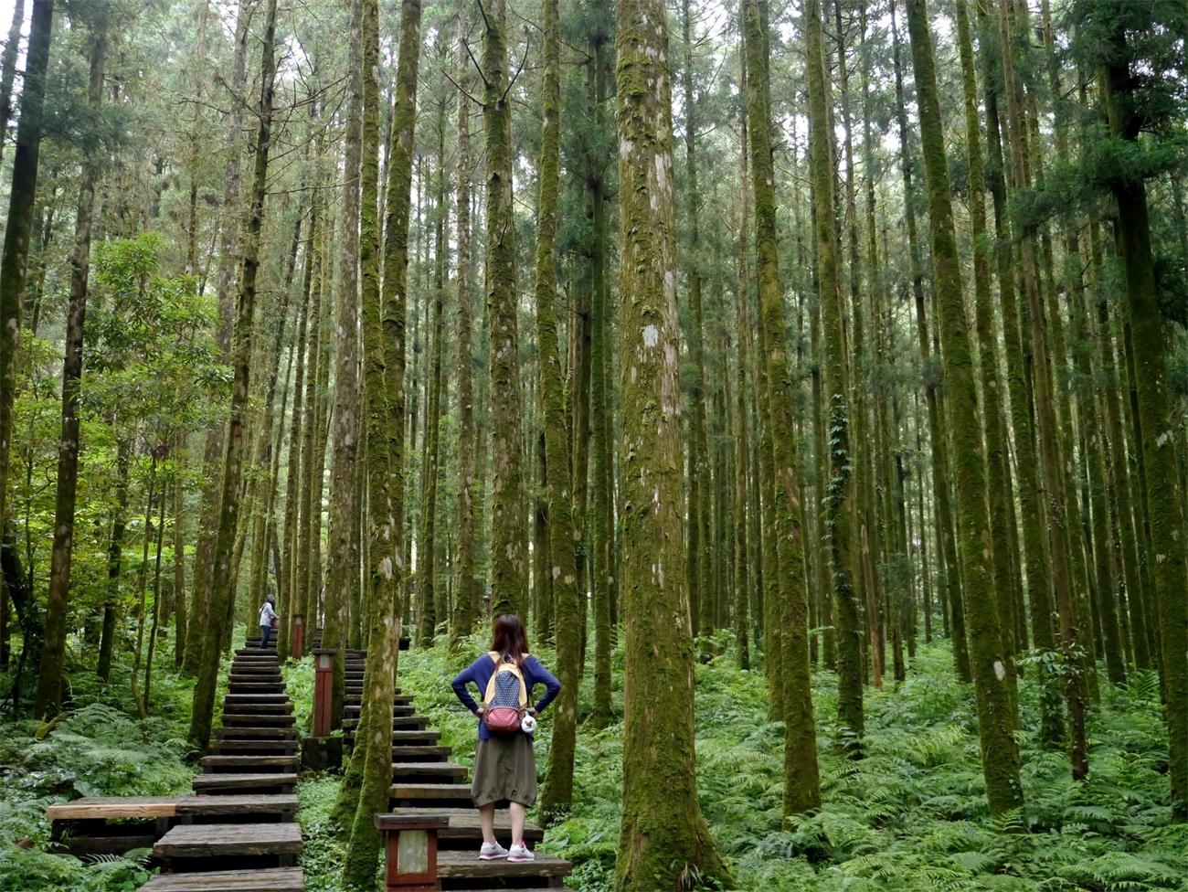 八大坑森林步道