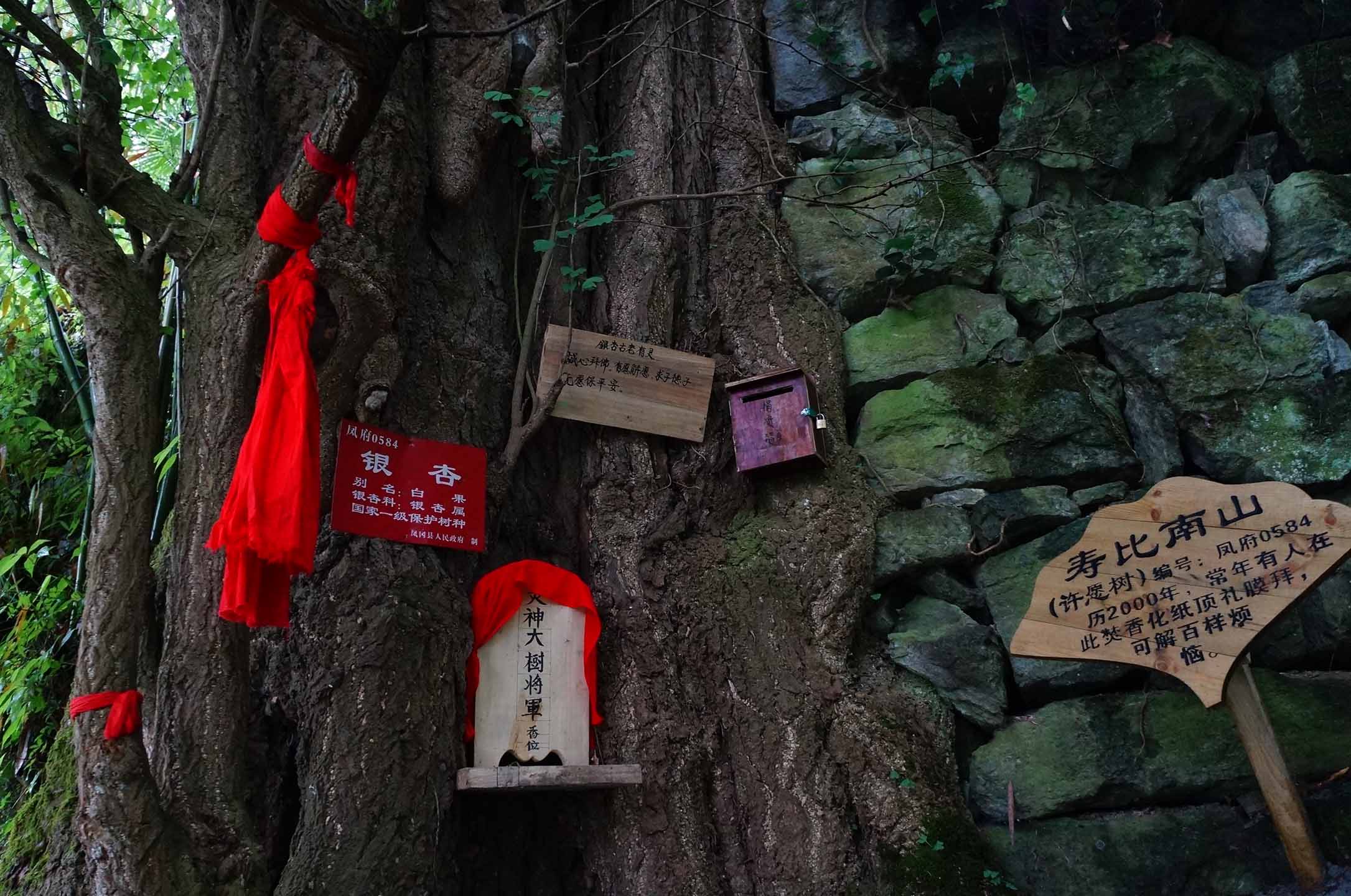 凤冈响水岩古银杏林旅游区