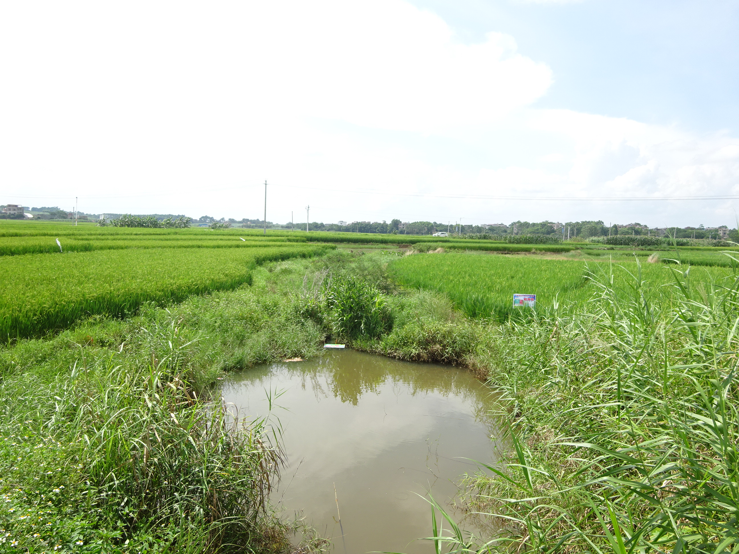 坡基江