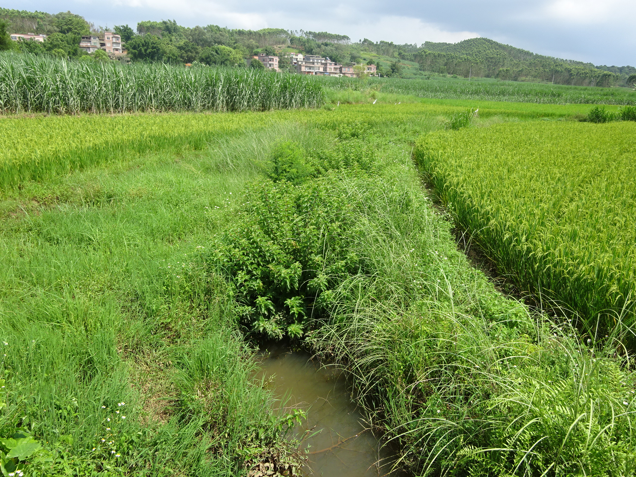 坡基江