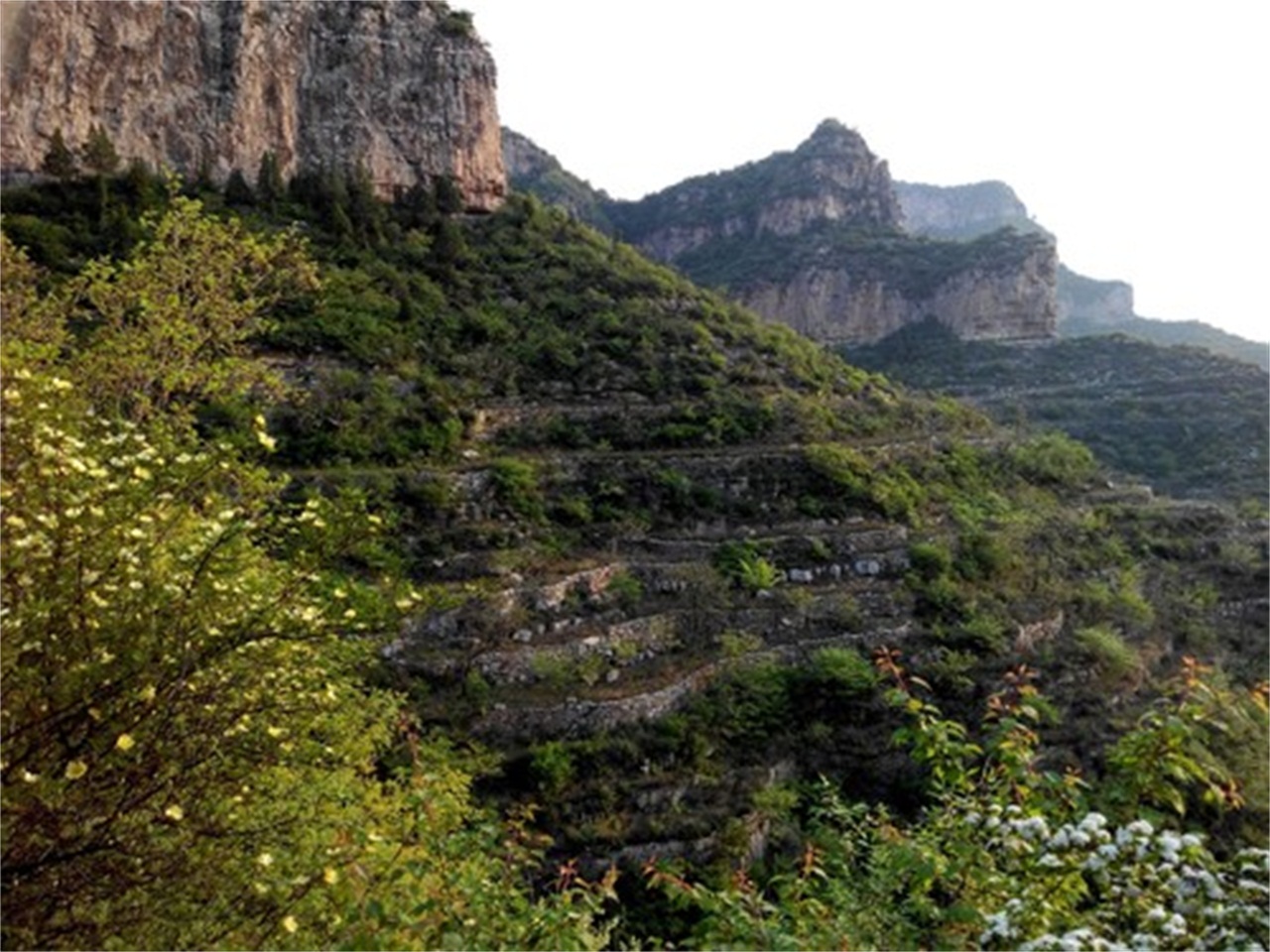 古木兰花和连翘风景区