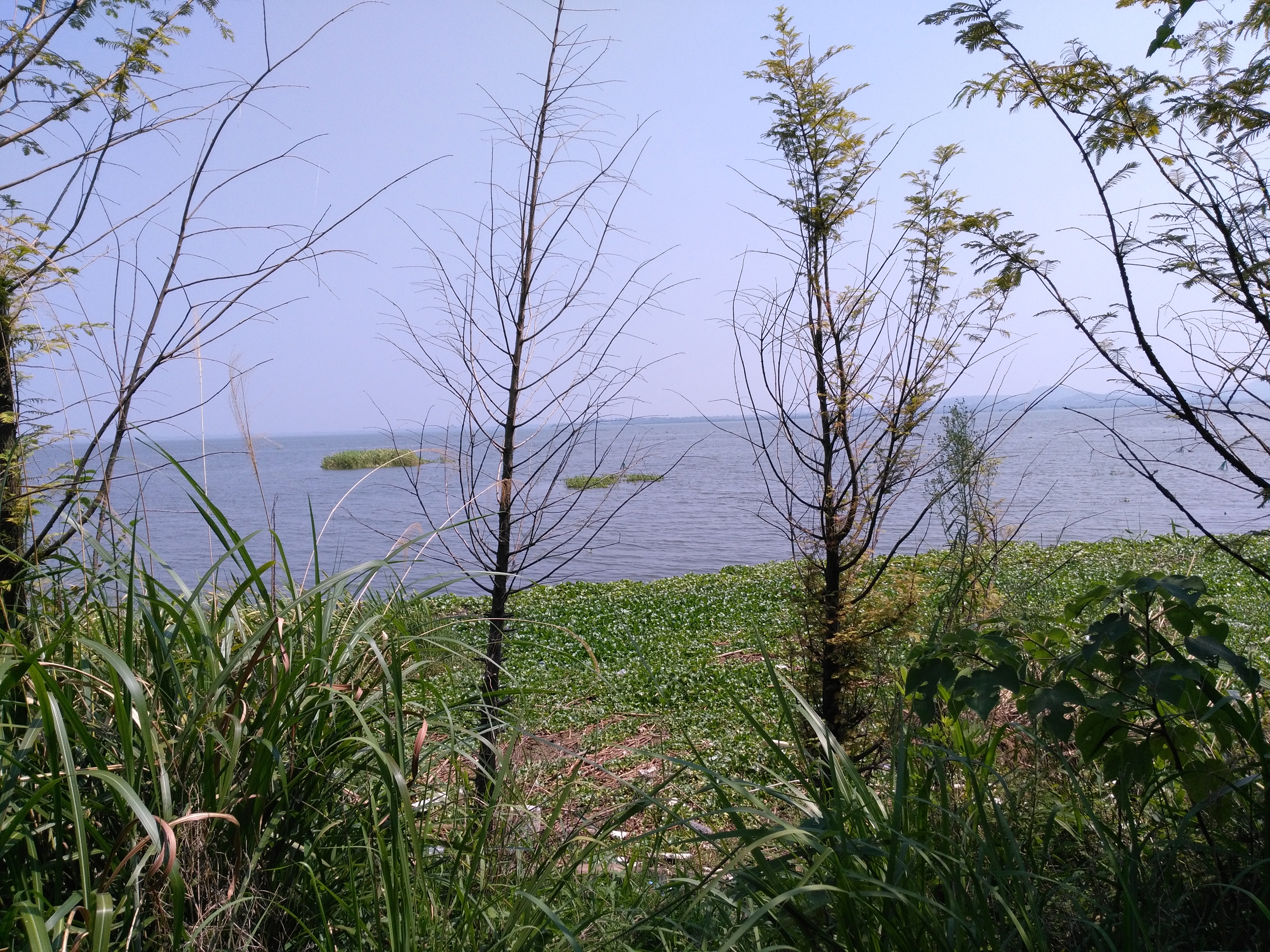 梁子湖区万秀生态湿地公园