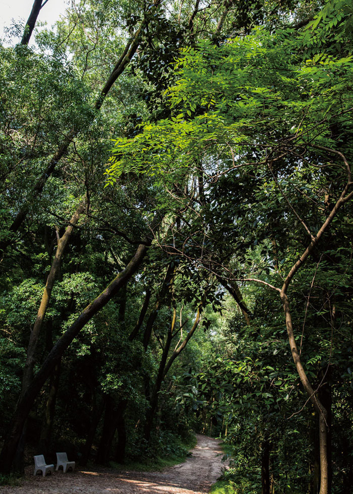 岭南酸枣植做园景树