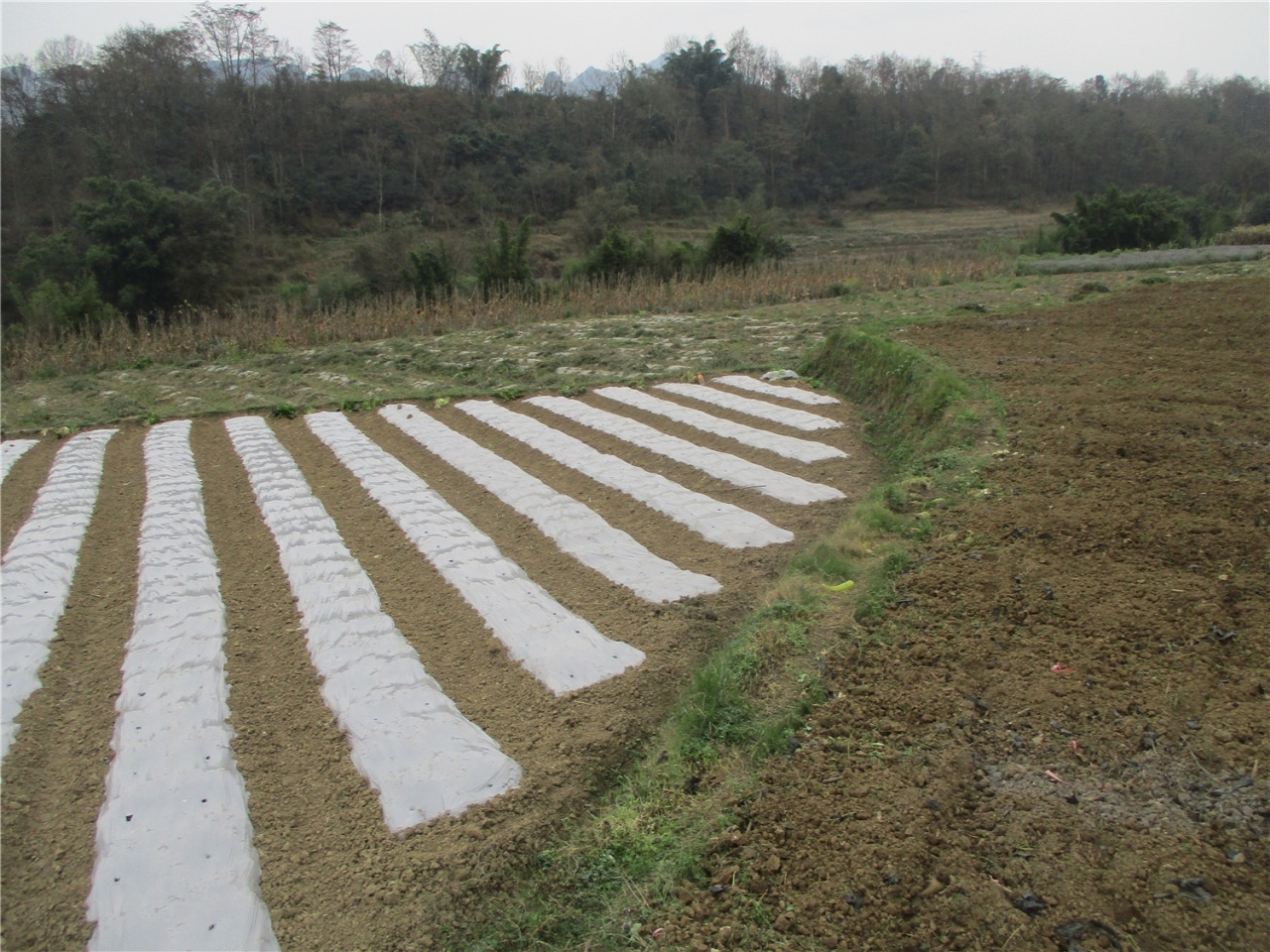 良川三岔河河滩