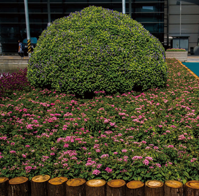 五星花植于花坛中