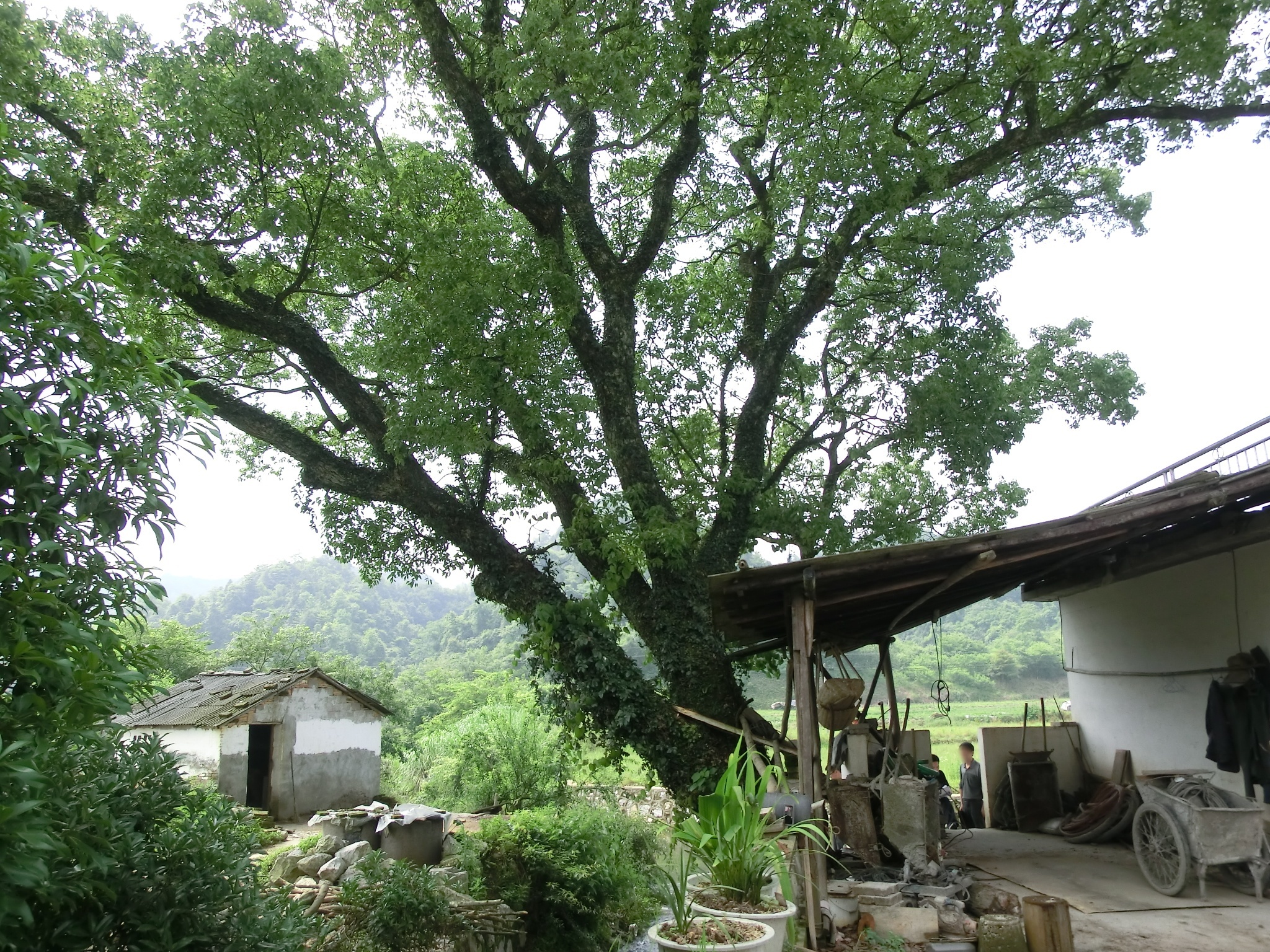 排顶山自然保护小区