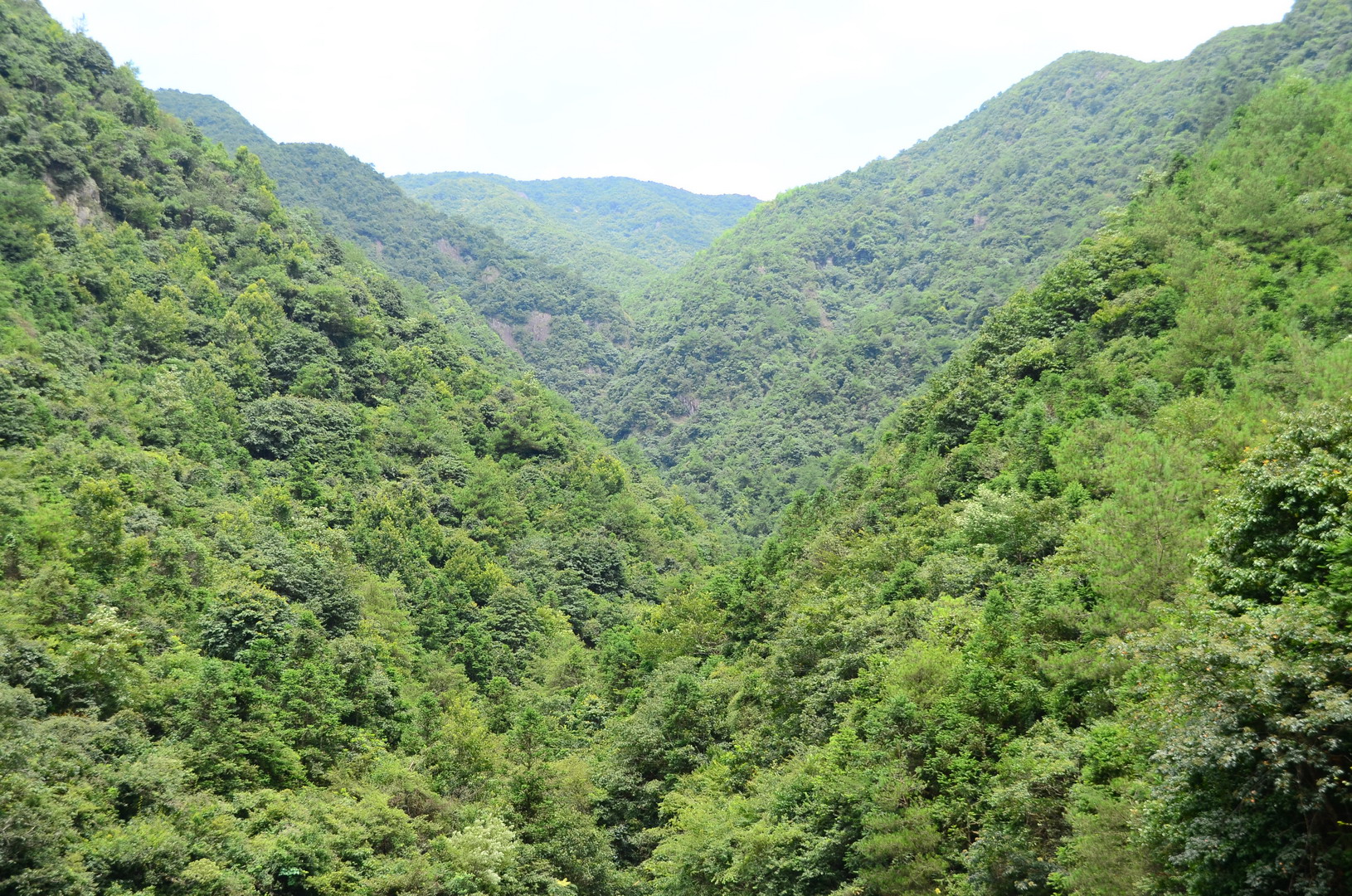 野猪堂岗