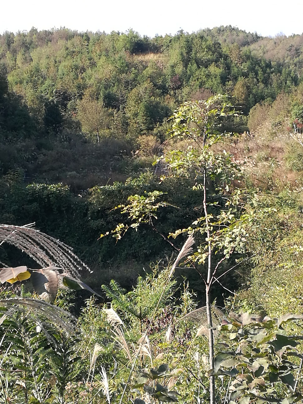 竹麻坪水库