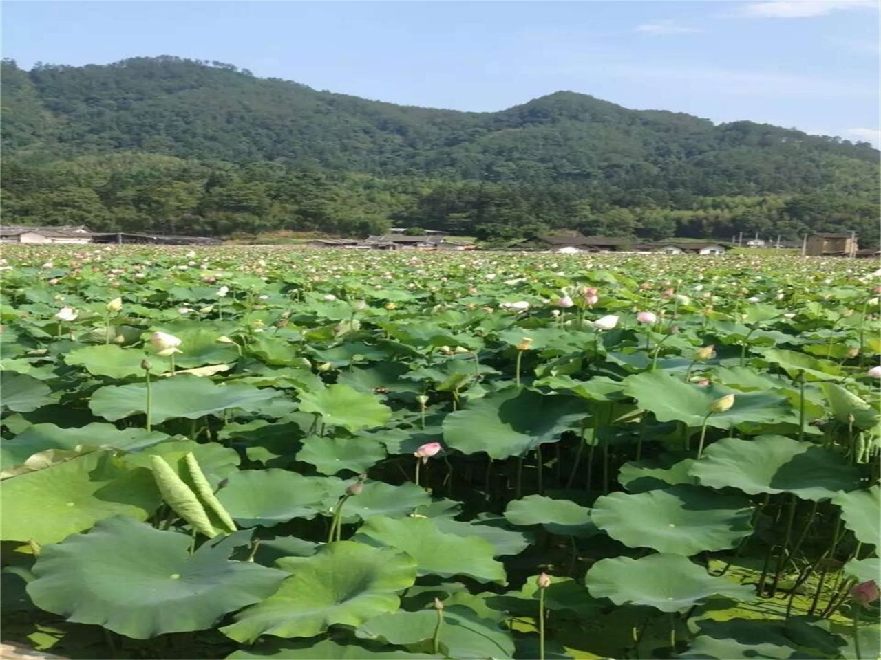 东洋荷花基地