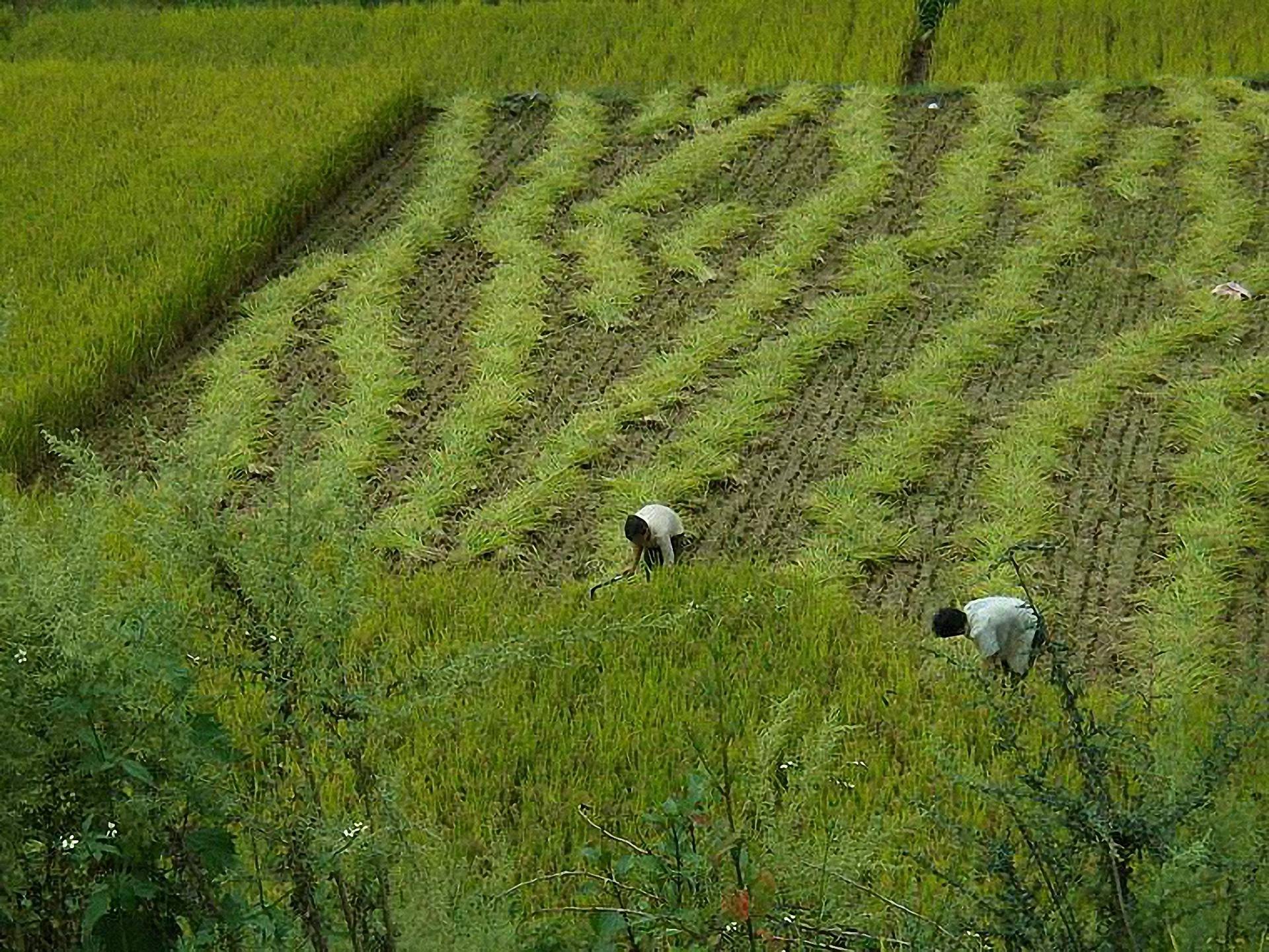 平街小河