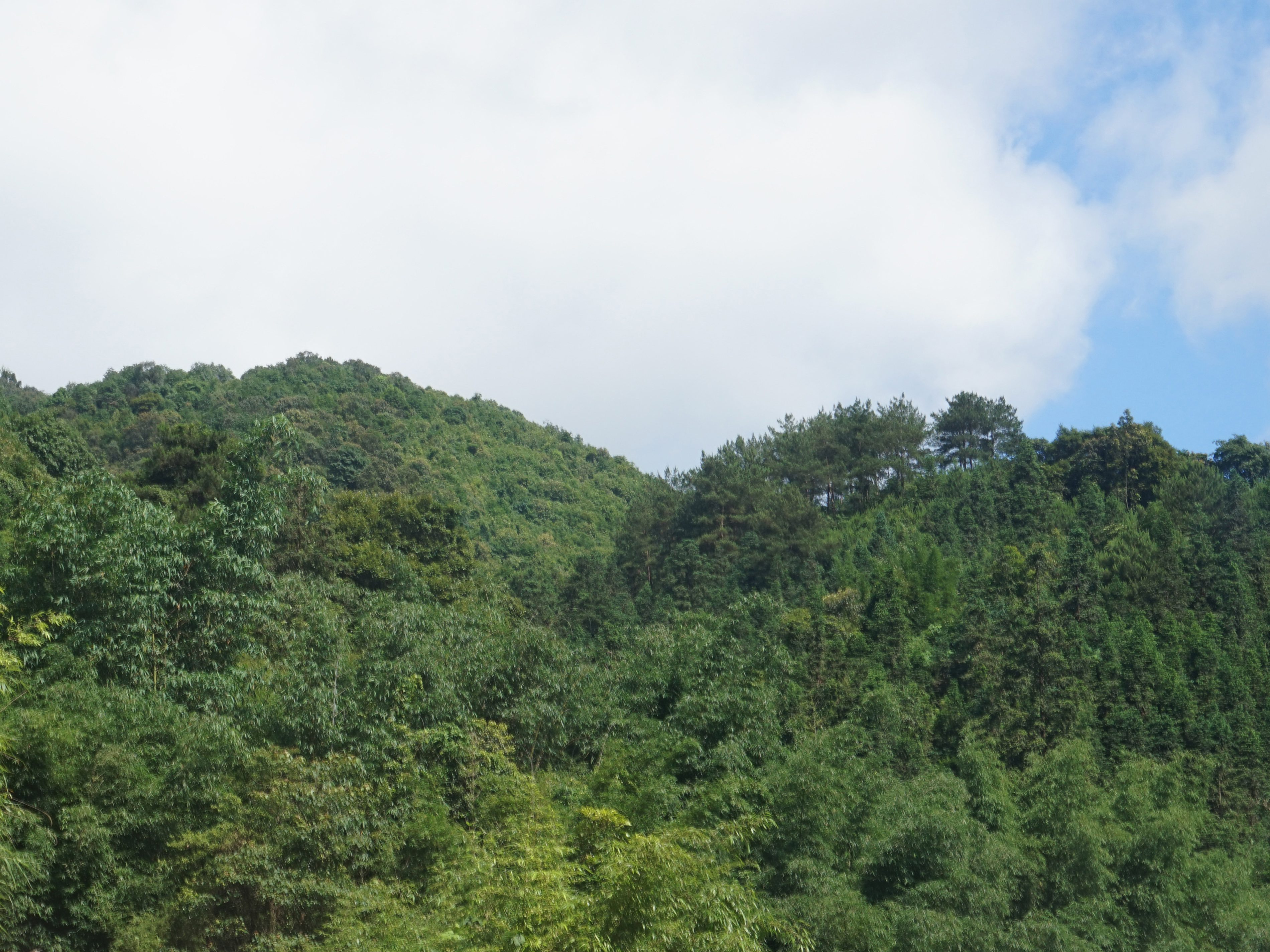 大风坑自然保护区