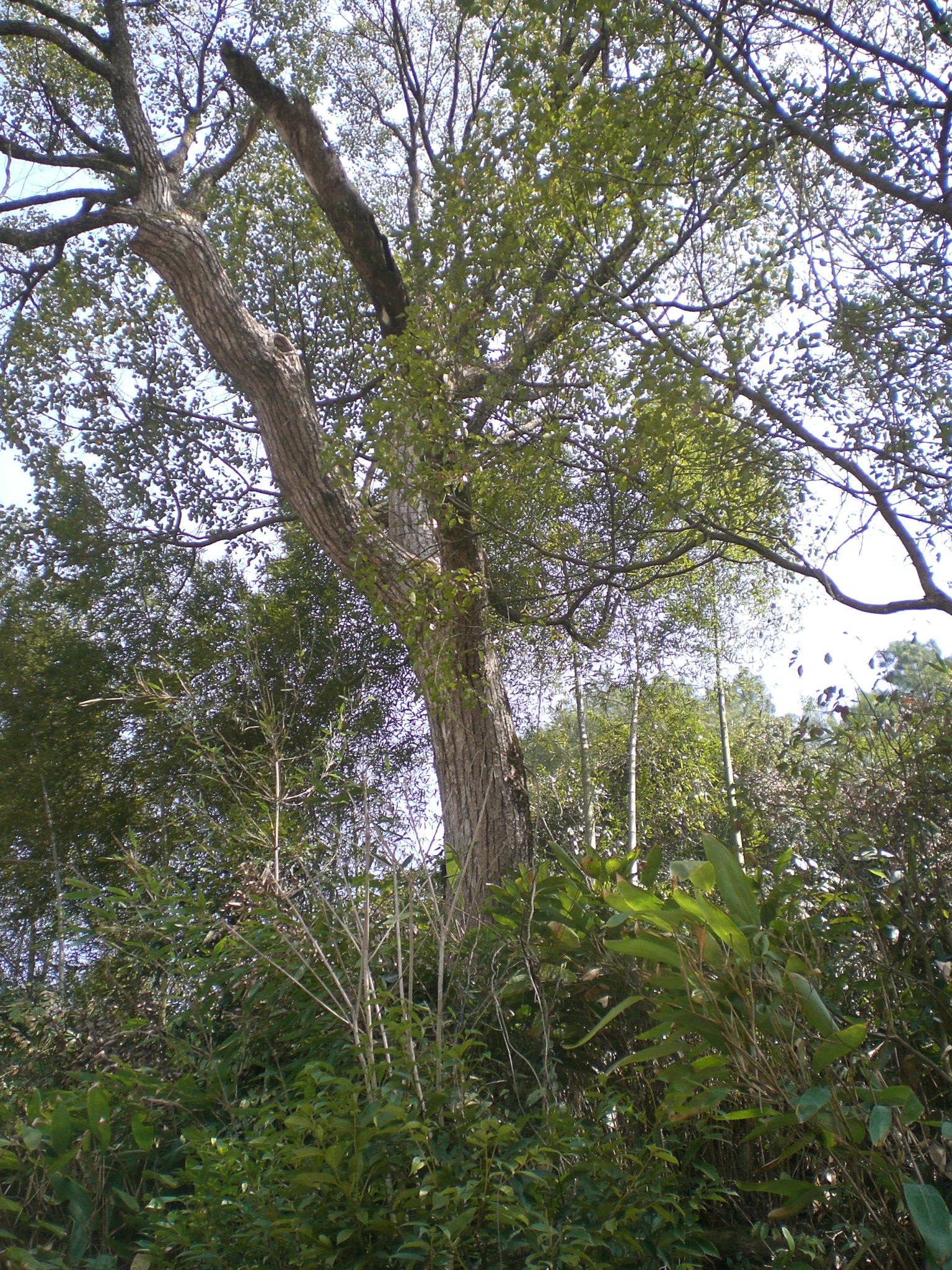 江村罗家对面山自然保护小区