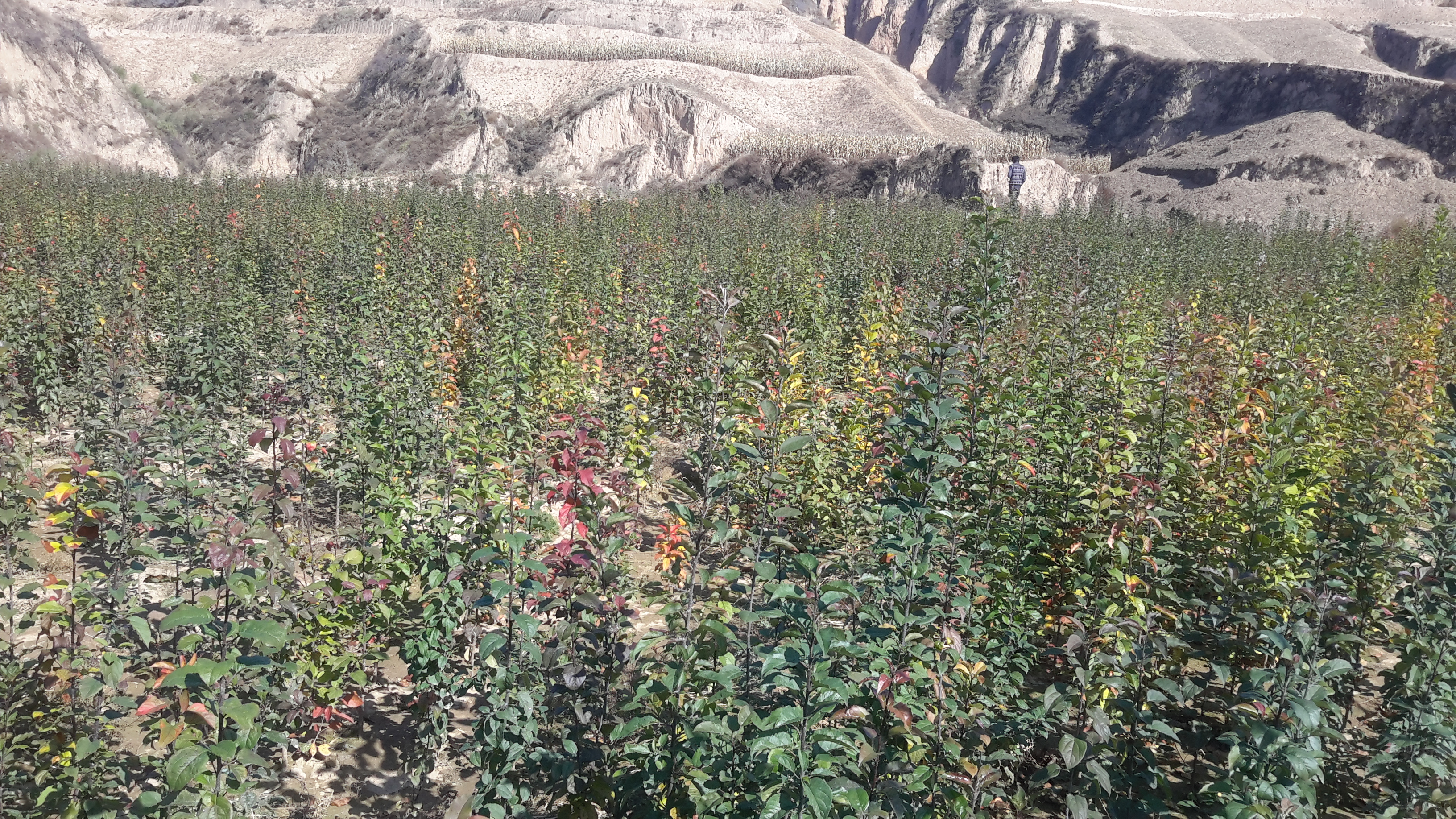 老墩山生态保护区