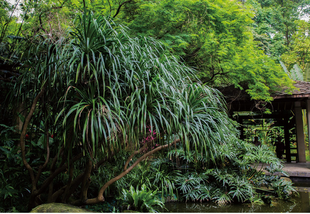 海南龙血树植于庭院