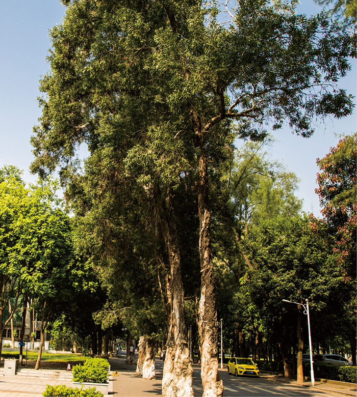 白千层植做行道树