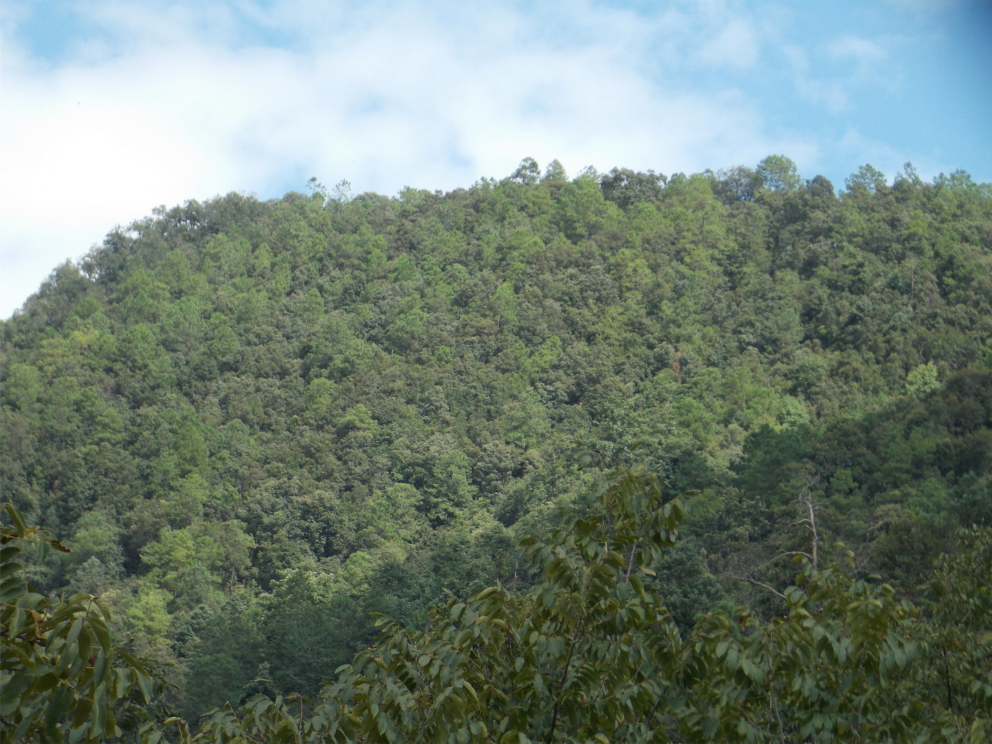 大姚昙华山州级自然保护区