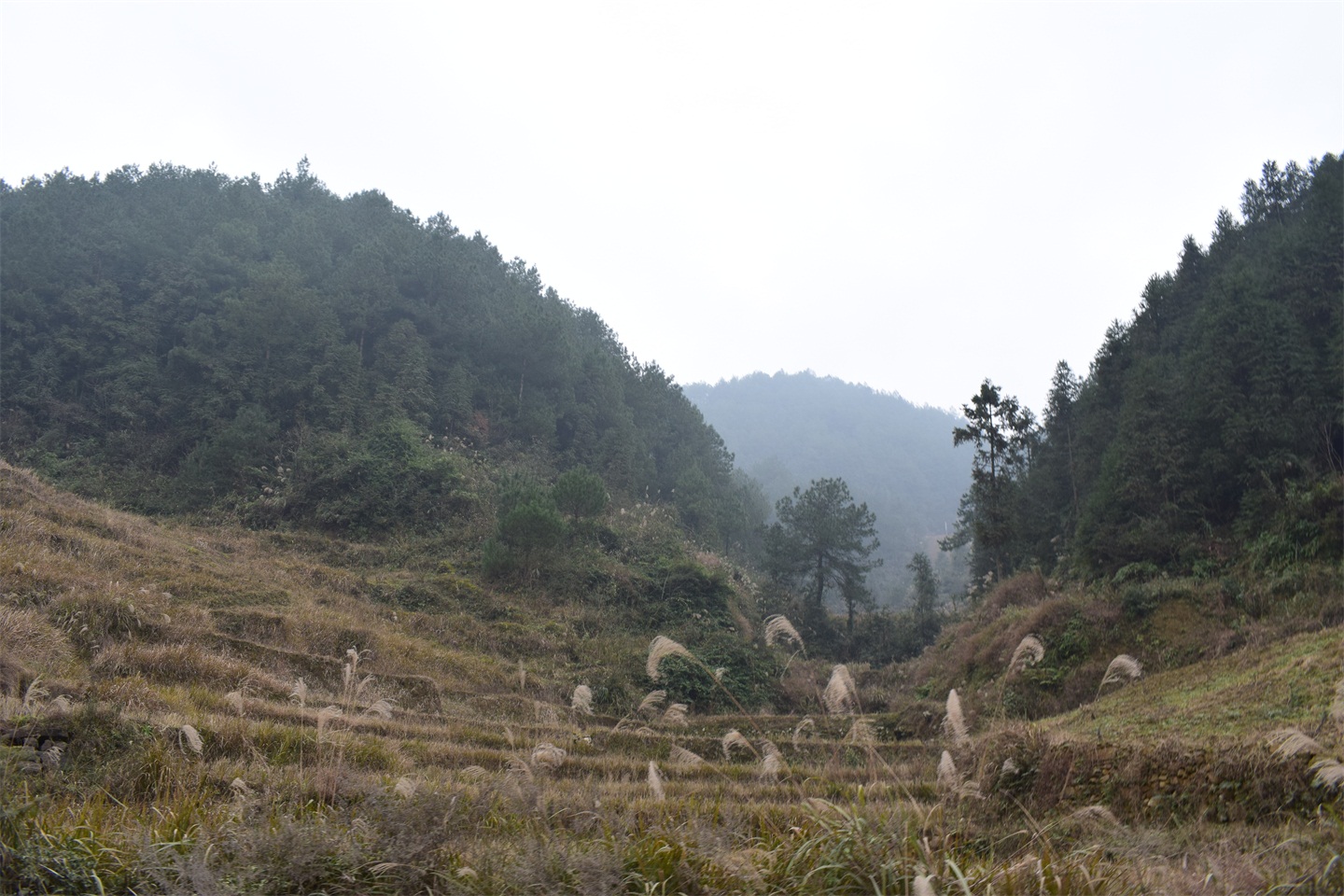 忠县石子县级自然保护区