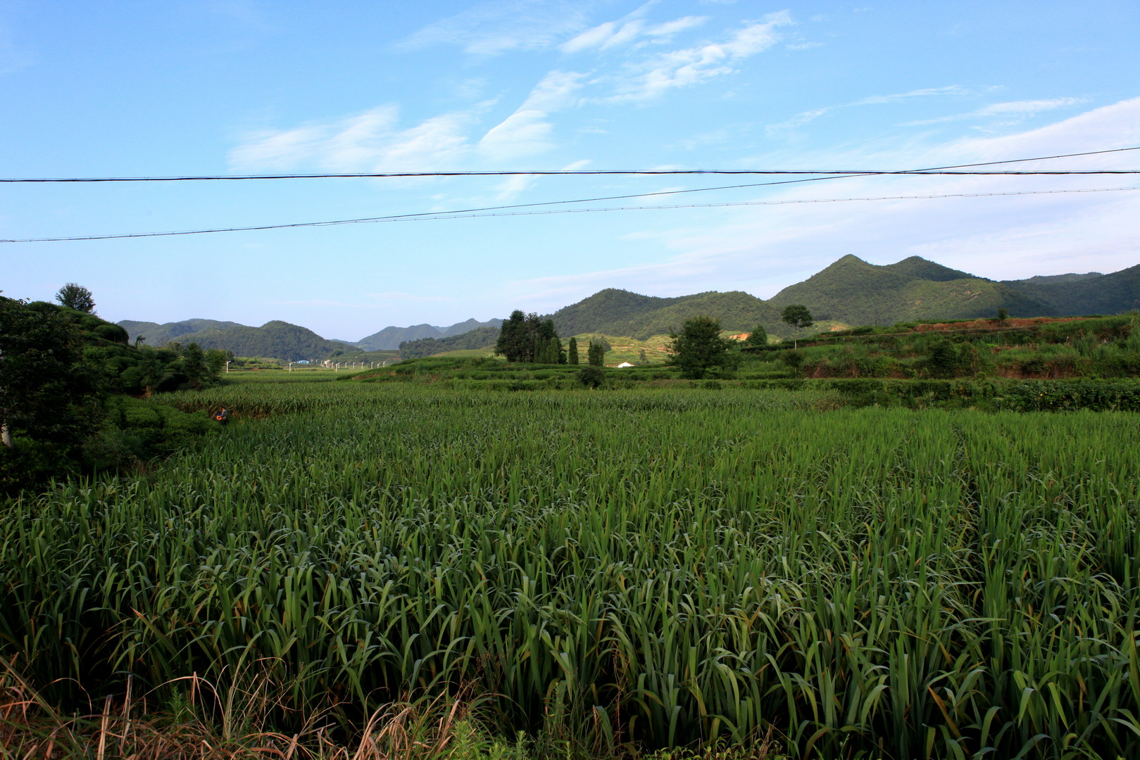 秧田坑