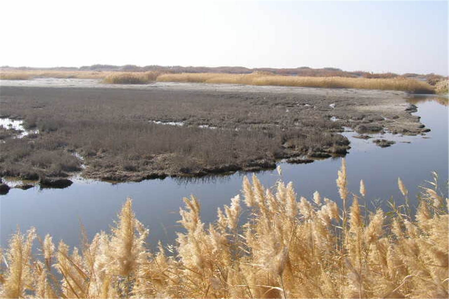 甘家湖湿地自然保护区