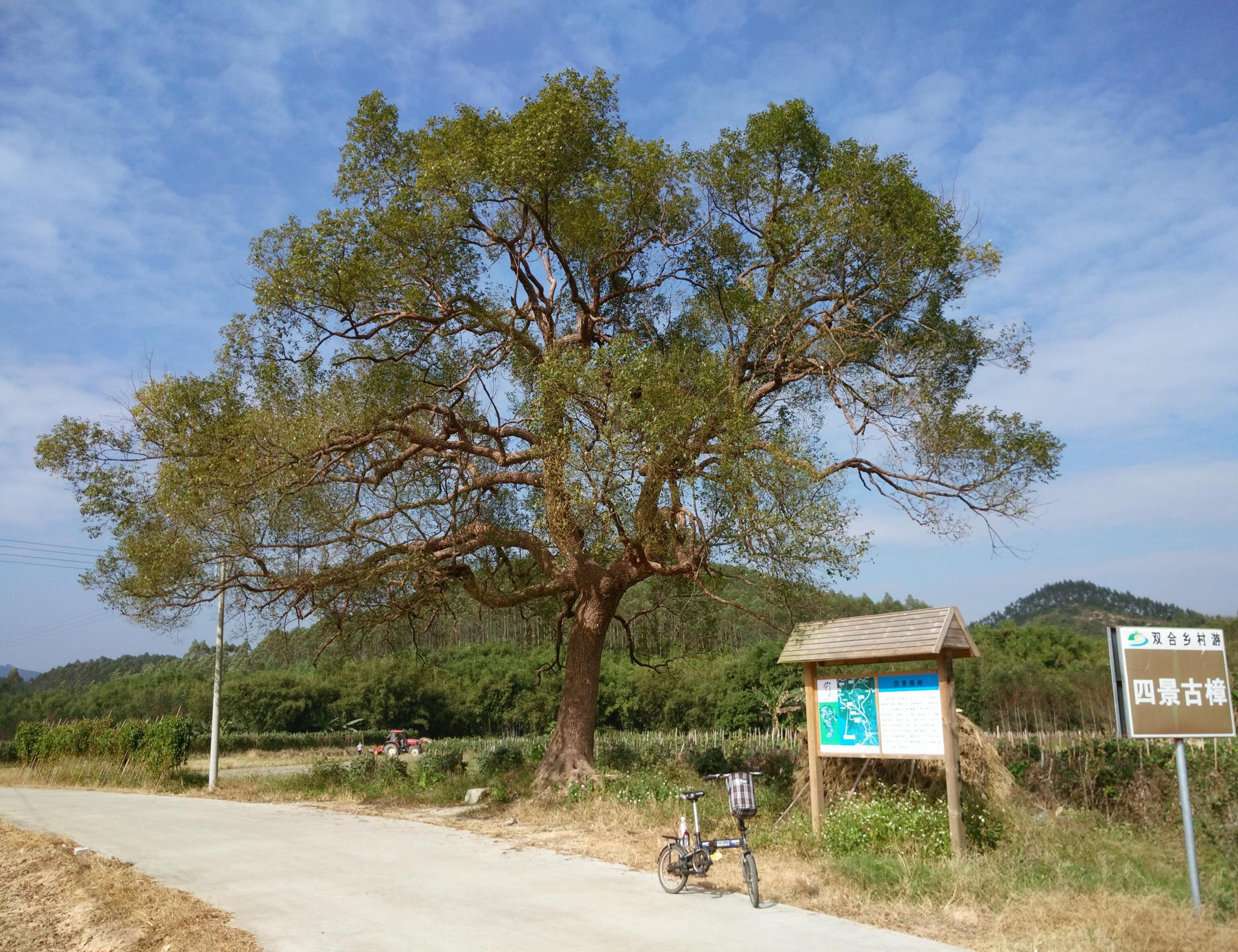 四景樟树