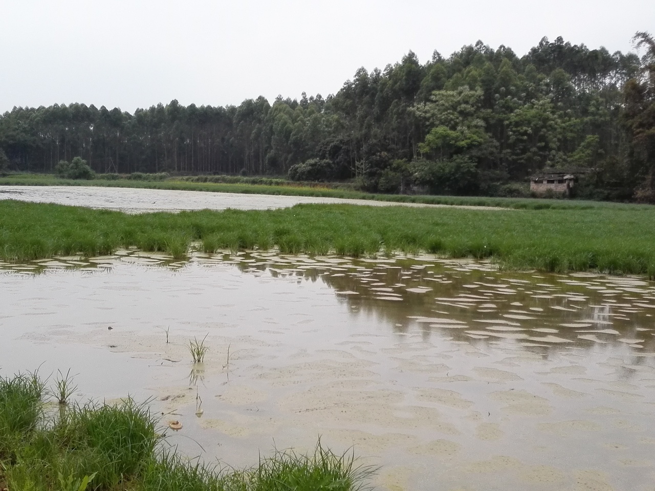 大塘河