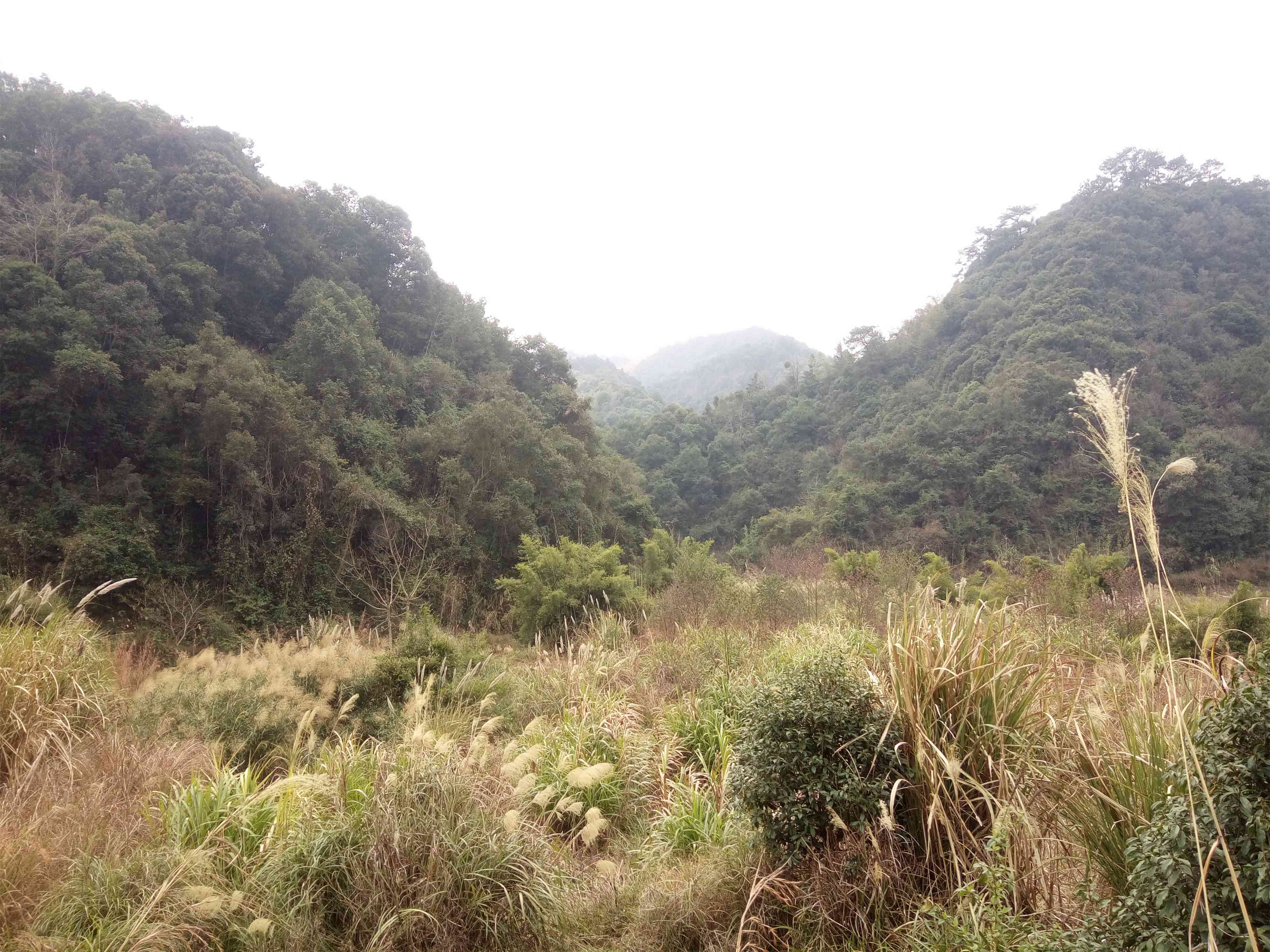 黄茅坪冲