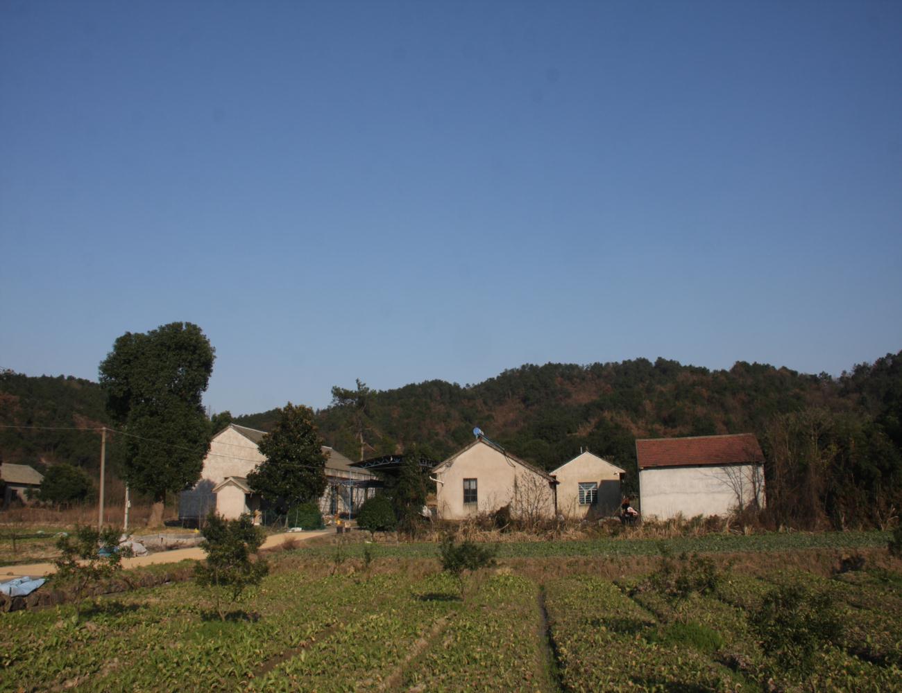 刺绕湾杨梅观光基地