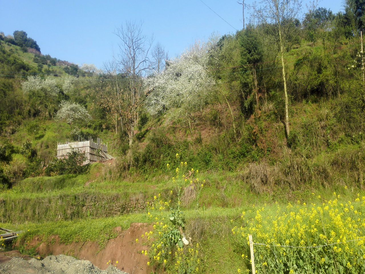 黄桃风景区