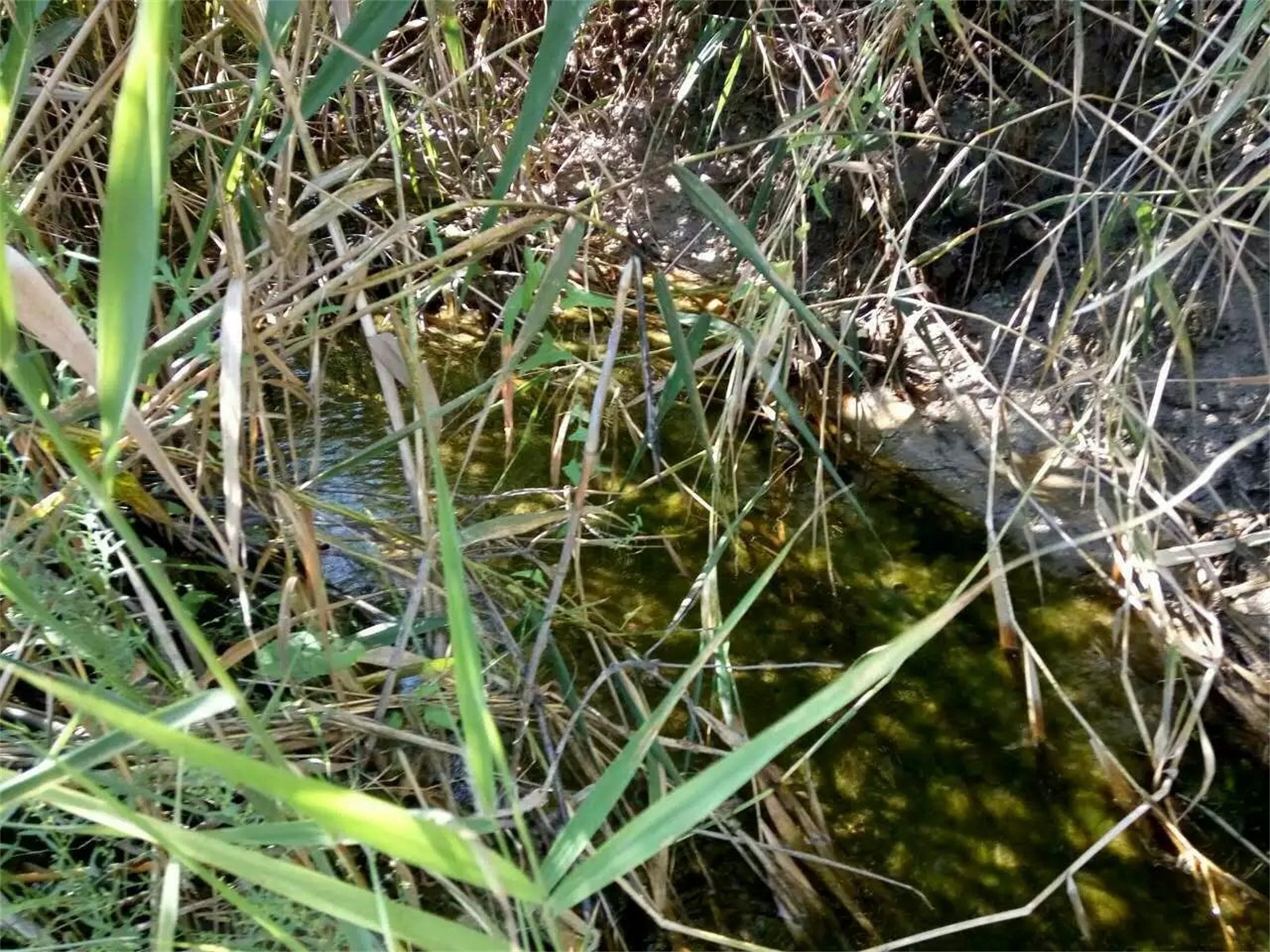 其格勒克墩泉