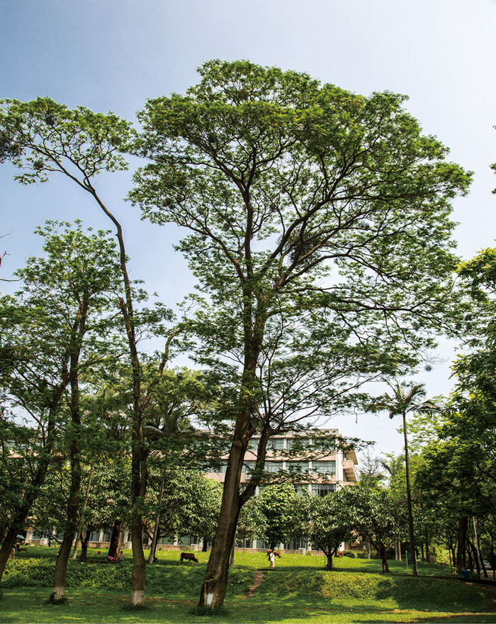 南洋楹植做园景树