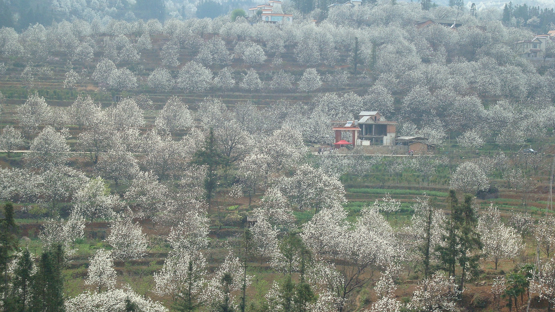 加级寨梨花旅游景点