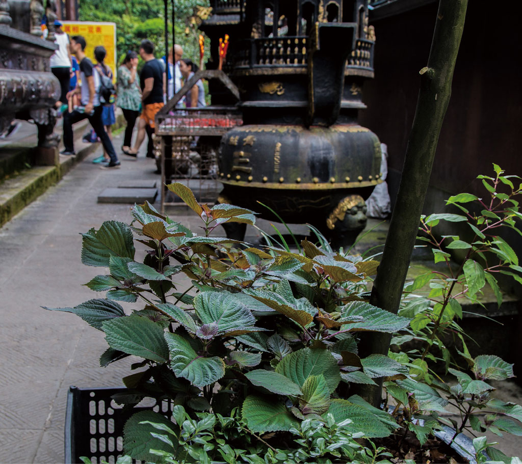 紫苏植于花盆中